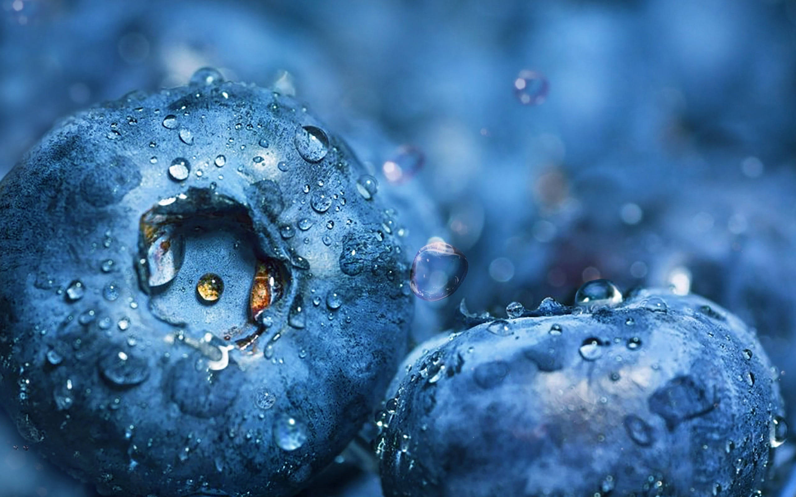 blueberries, dew-covered, glistening water droplets, 2K Desktop Wallpaper