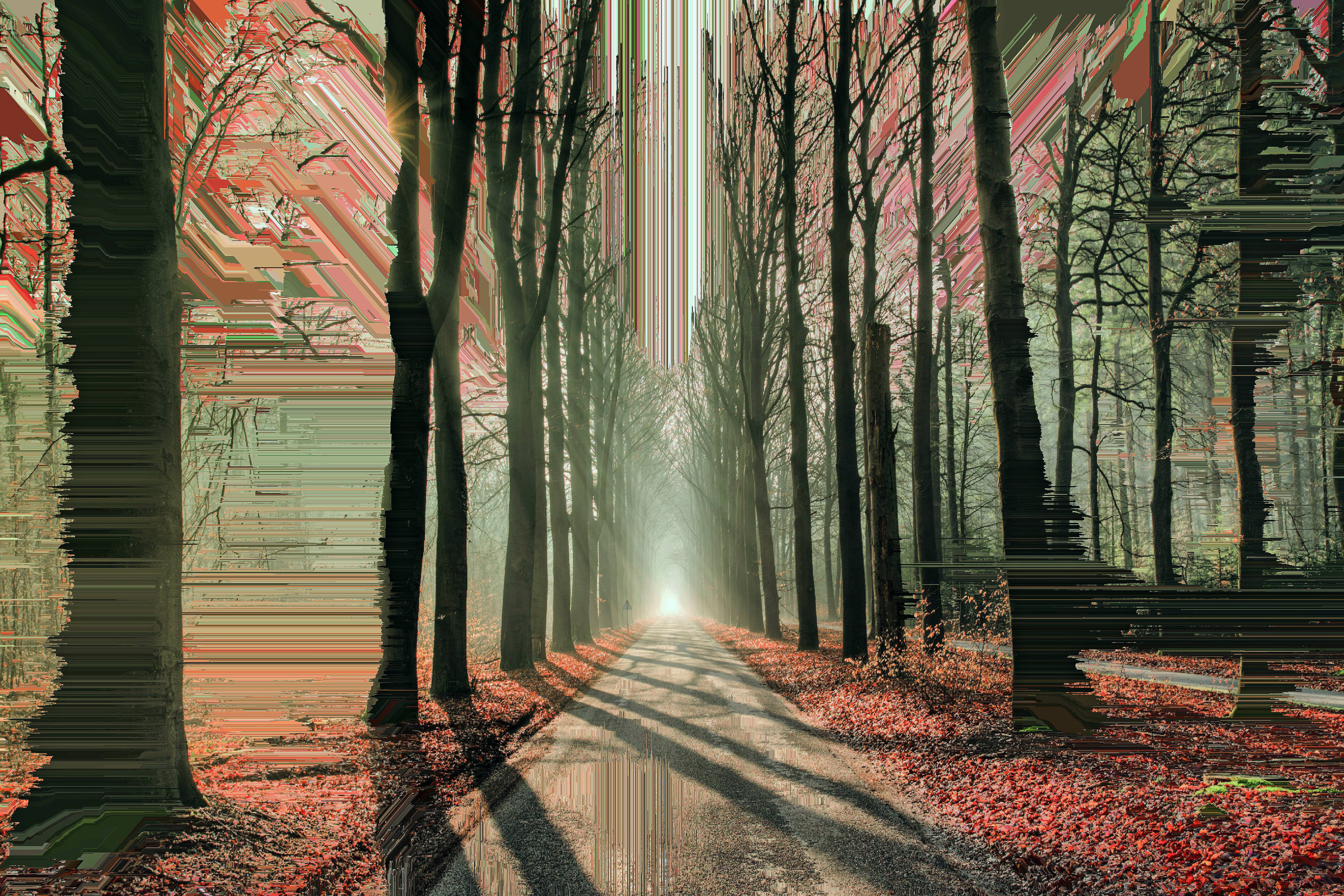 Artistic Glitch Forest, glowing light, misty forest path, 5K Desktop Wallpaper