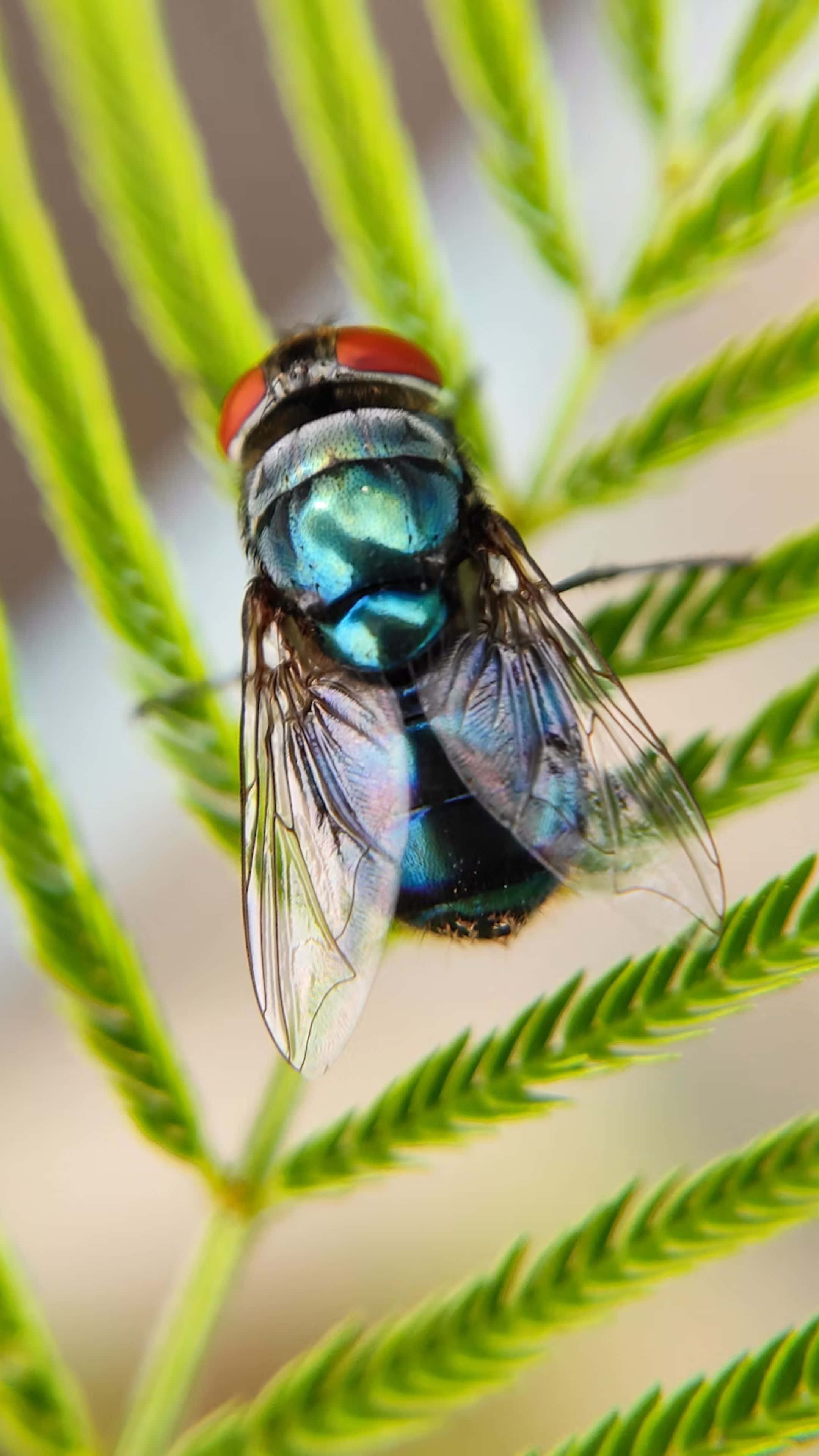 housefly, metallic blue, red eyes, 4K Phone Wallpaper