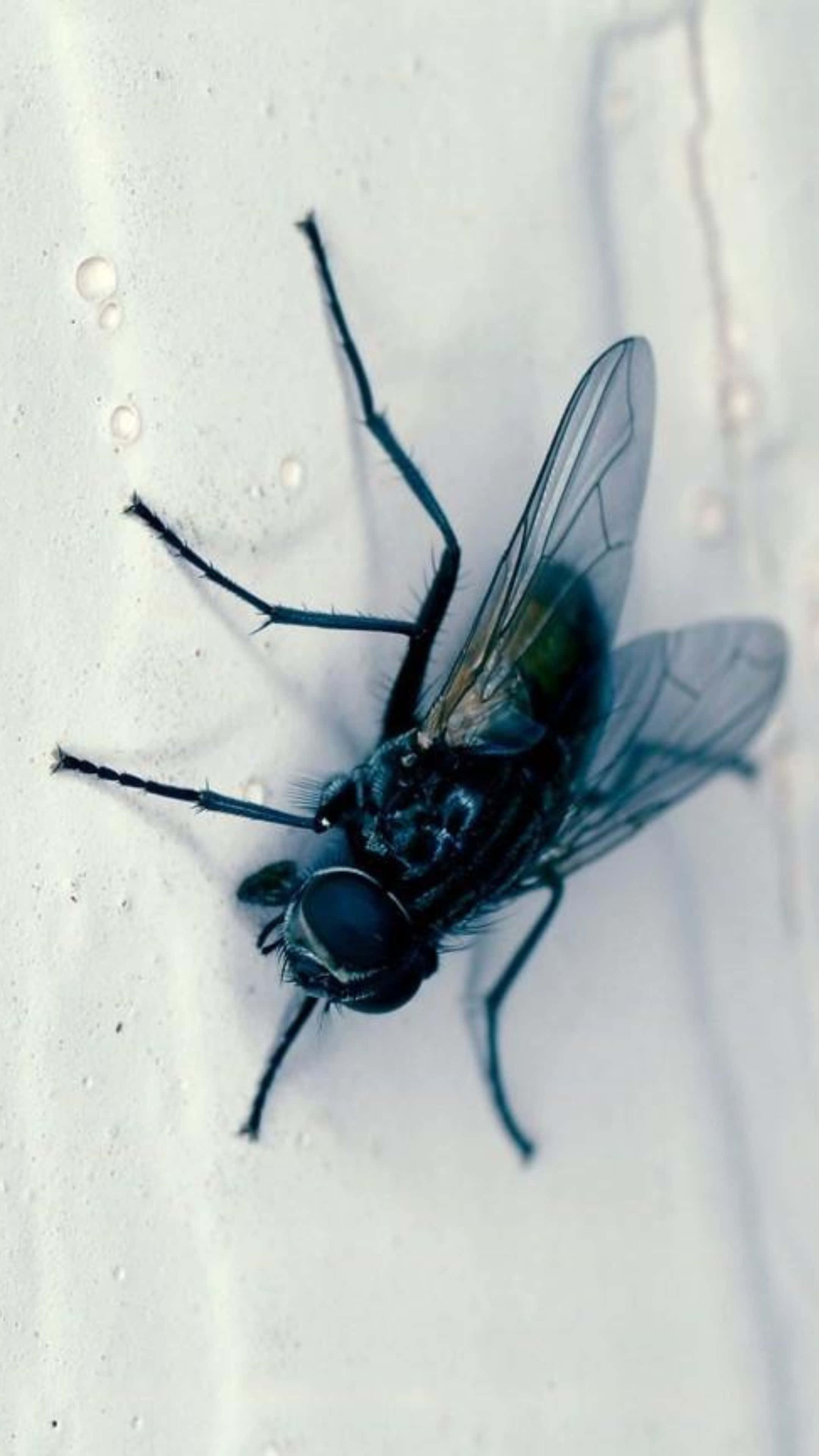 house fly, dark blue, translucent wings, 4K Phone Wallpaper