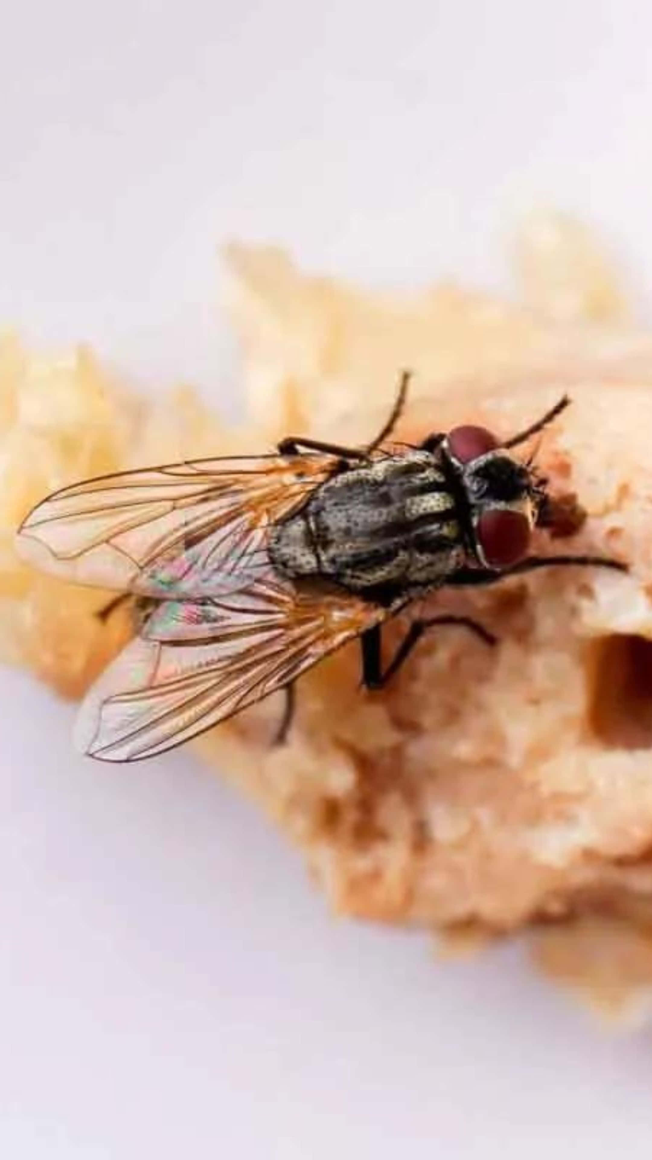 house fly, red eyes, translucent wings, 4K Phone Wallpaper