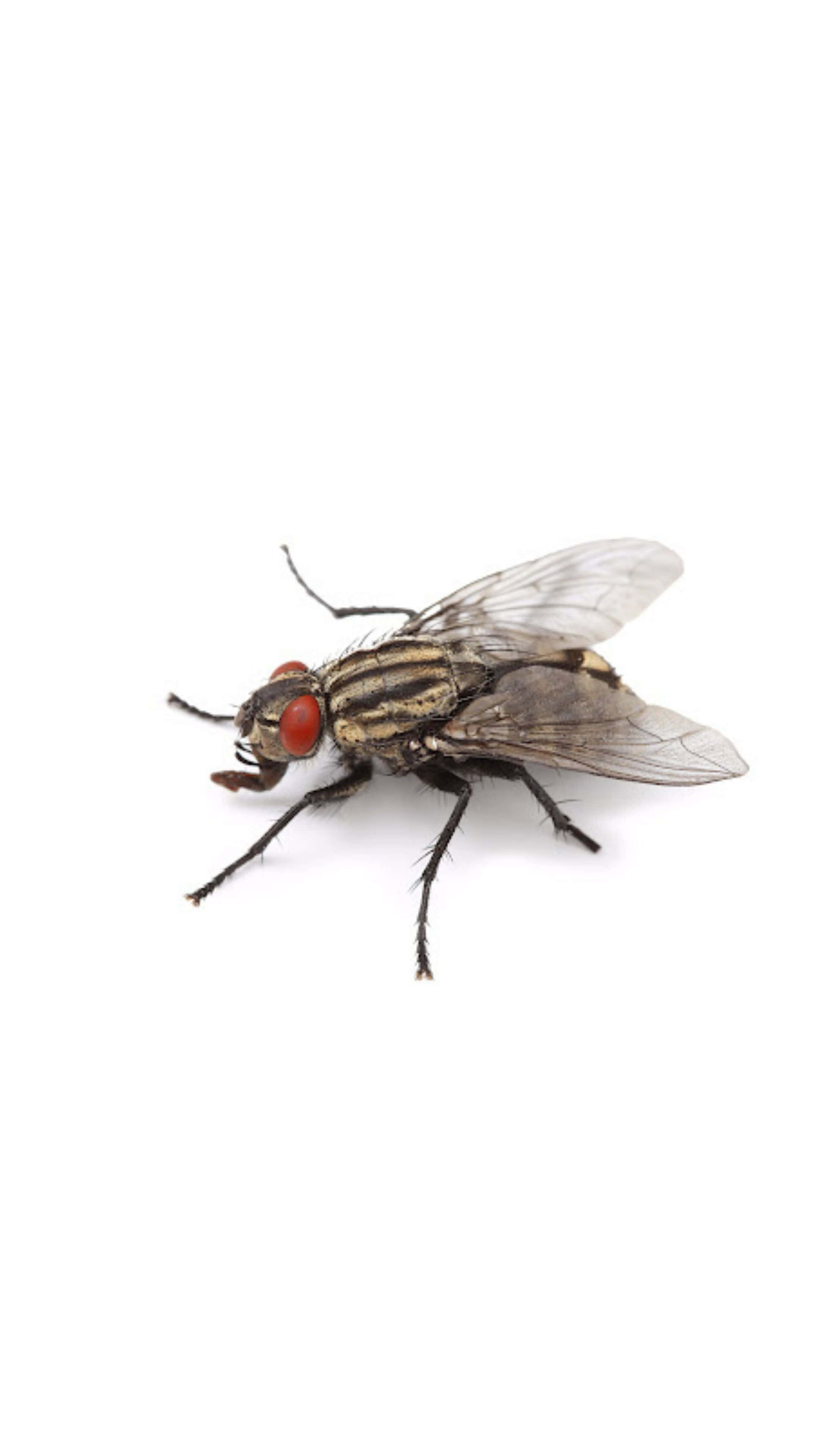 house fly, red eyes, striped thorax, 4K Phone Wallpaper