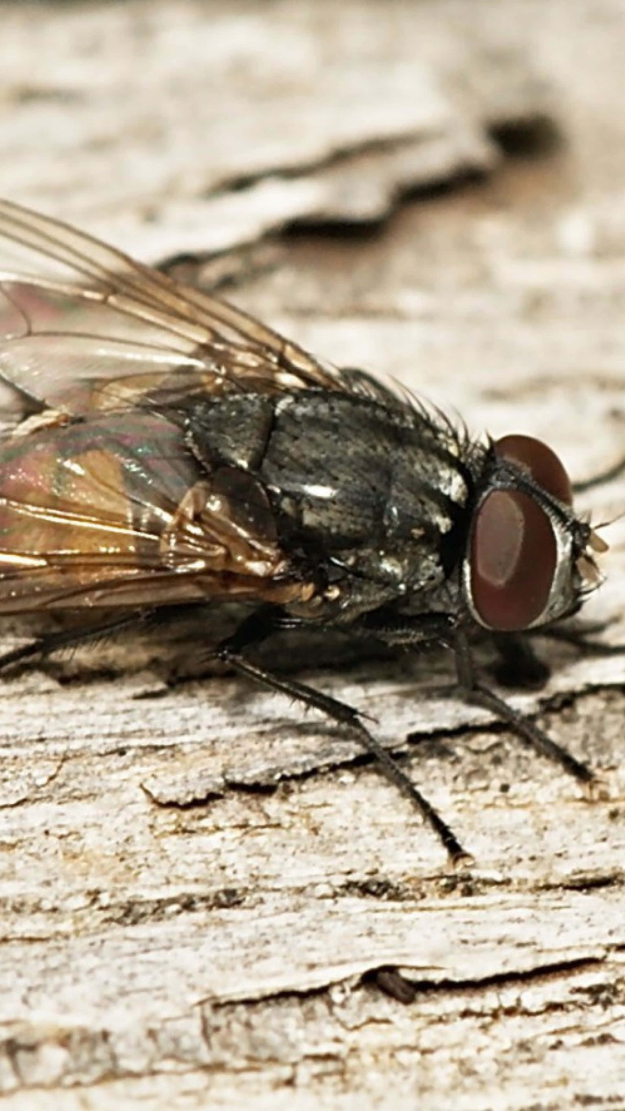 house fly, red eyes, translucent wings, 4K Phone Wallpaper