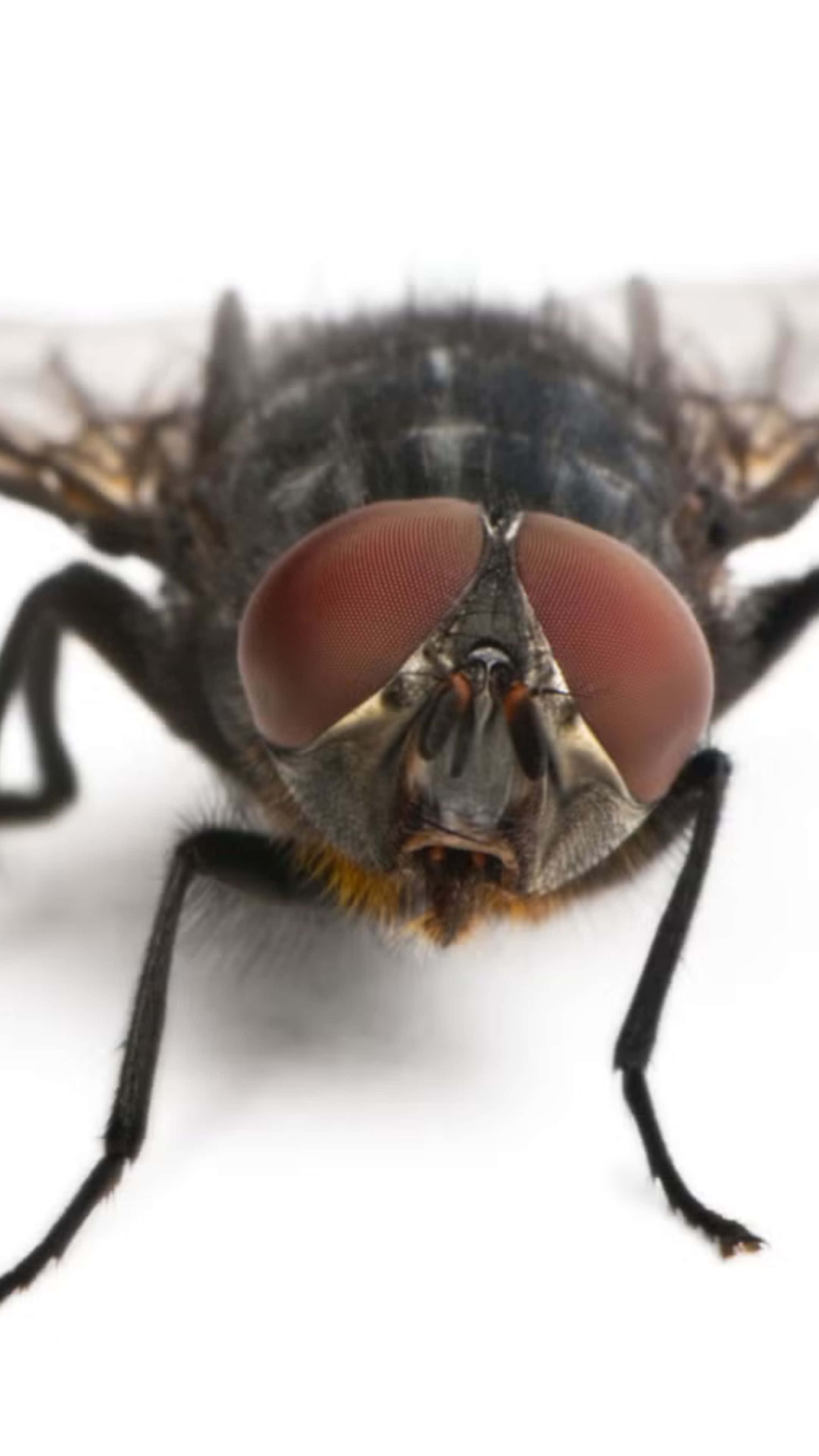 house fly, reddish compound eyes, fuzzy black body, 4K Phone Wallpaper