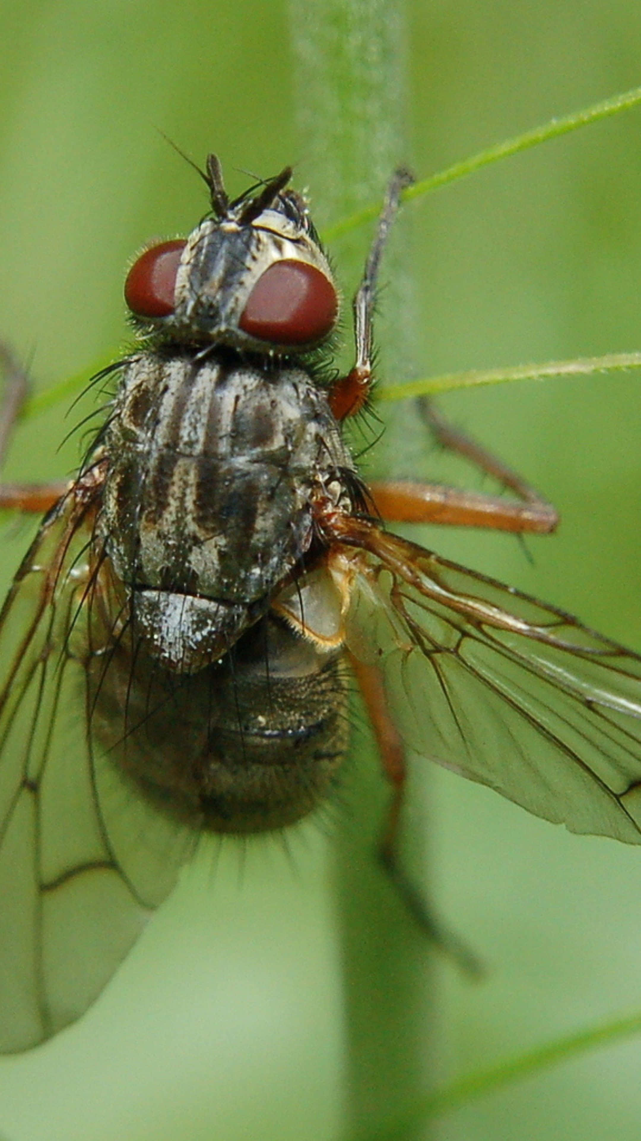 house fly, red eyes, striped body, 4K Phone Wallpaper