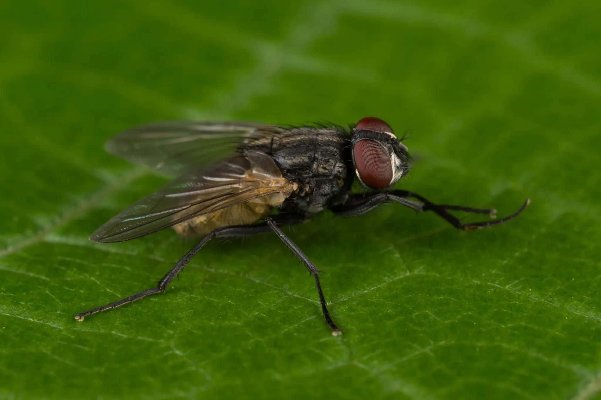 house fly, red eyes, translucent wings, Full HD Desktop Wallpaper