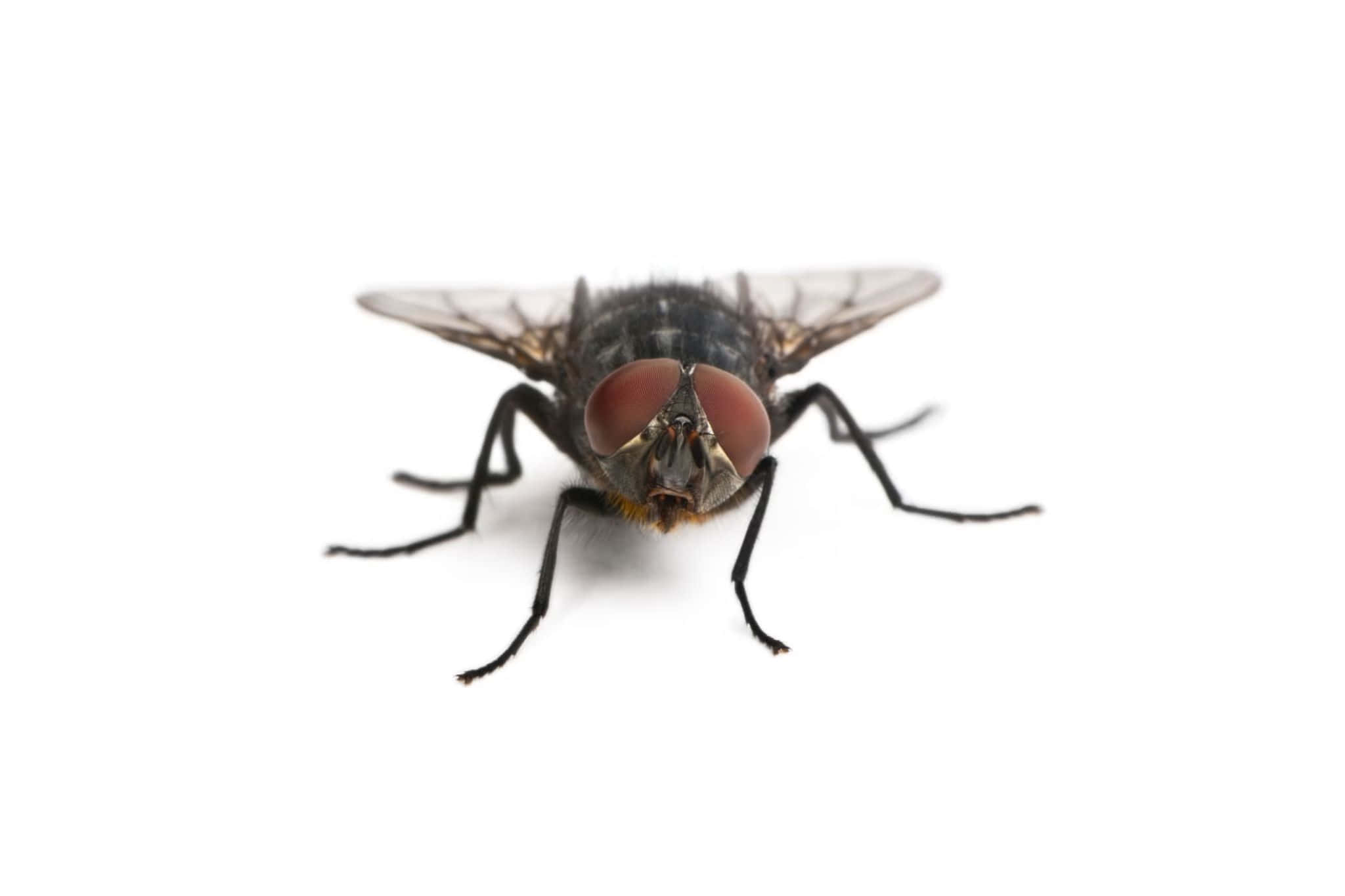 house fly, large red eyes, translucent wings, Full HD Desktop Wallpaper