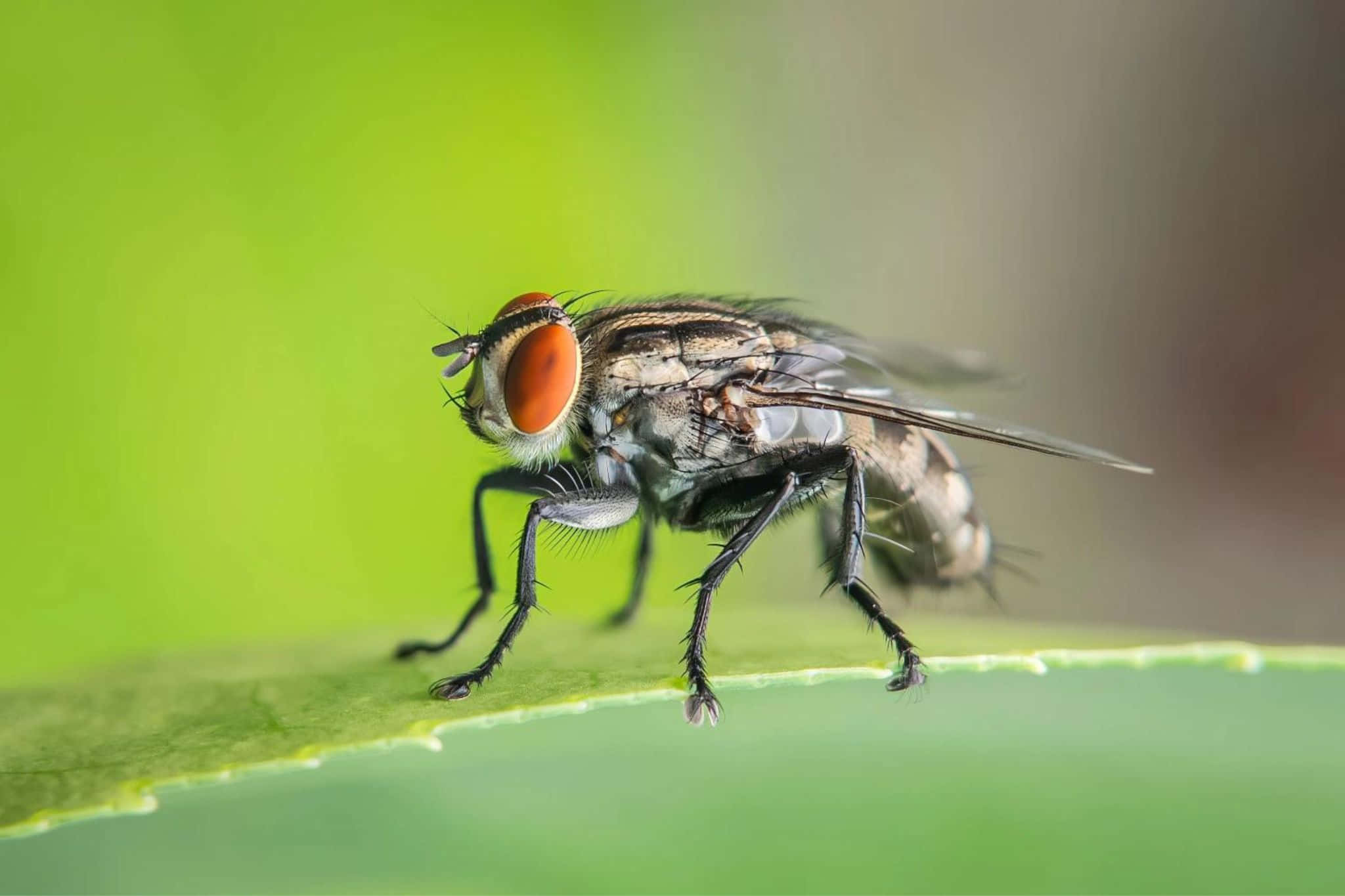 house fly, red eyes, striped body, Full HD Desktop Wallpaper
