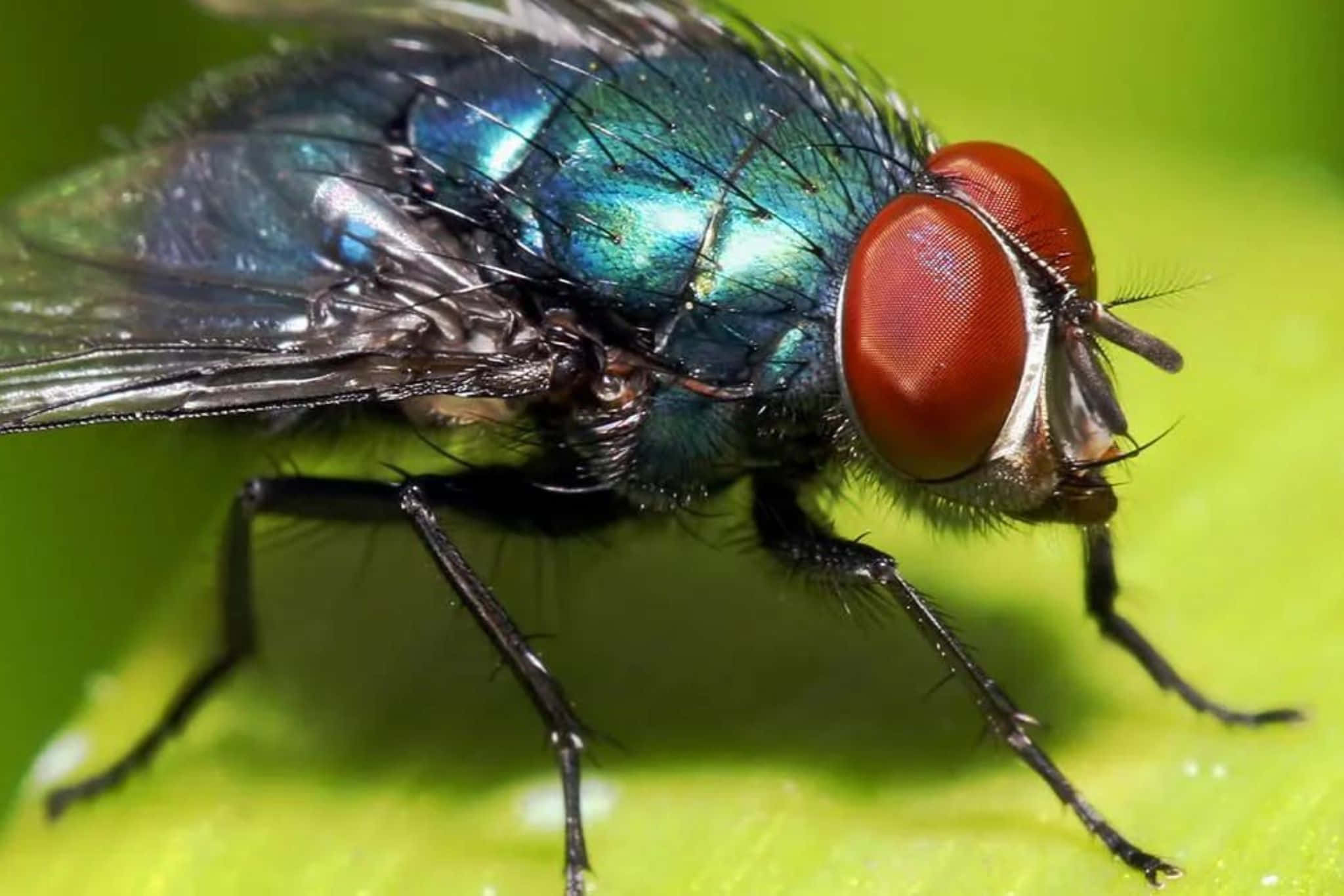 house fly, blue metallic, red eyes, Full HD Desktop Wallpaper