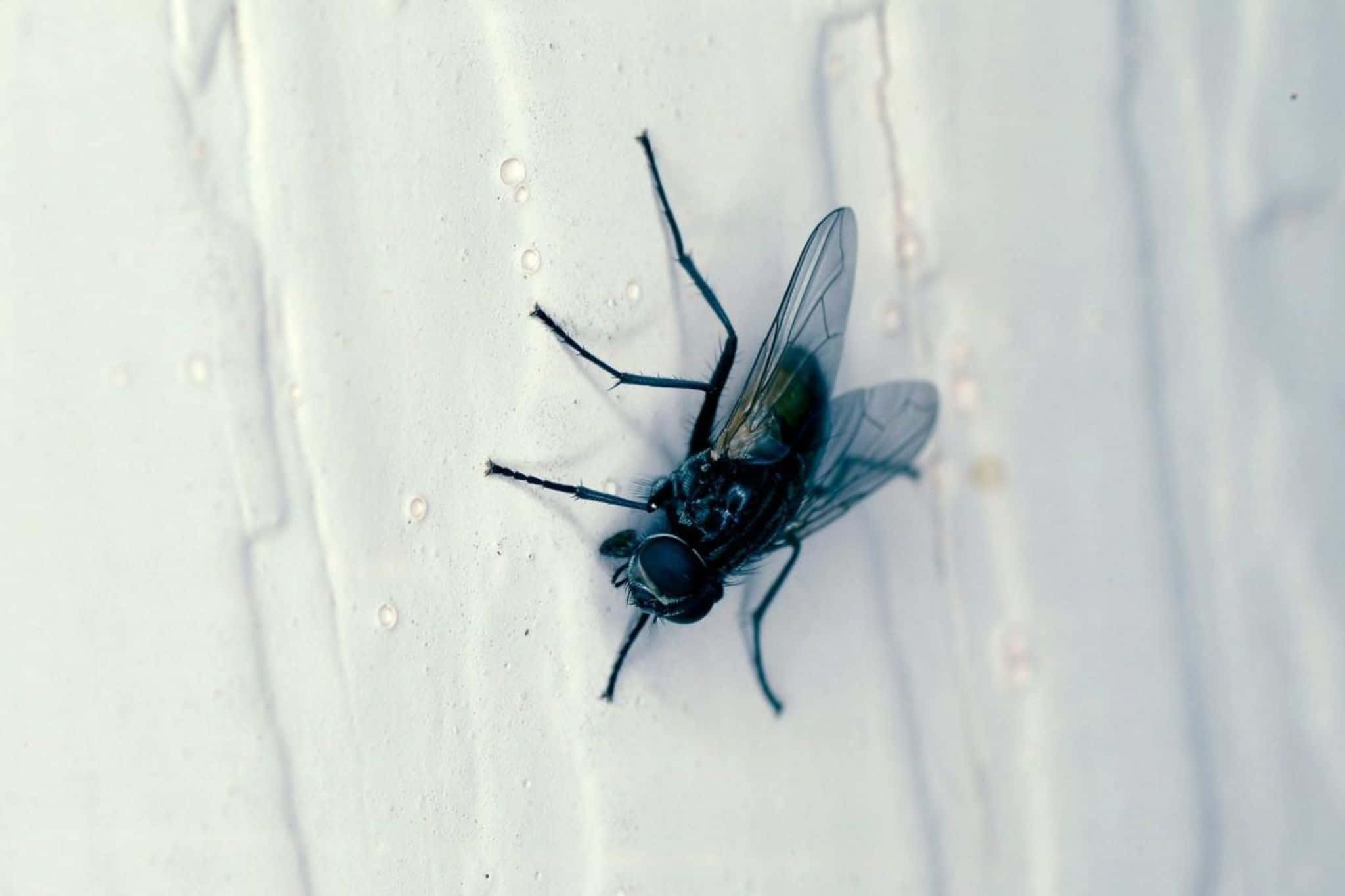 House Fly, dark blue, translucent wings, Full HD Desktop Wallpaper