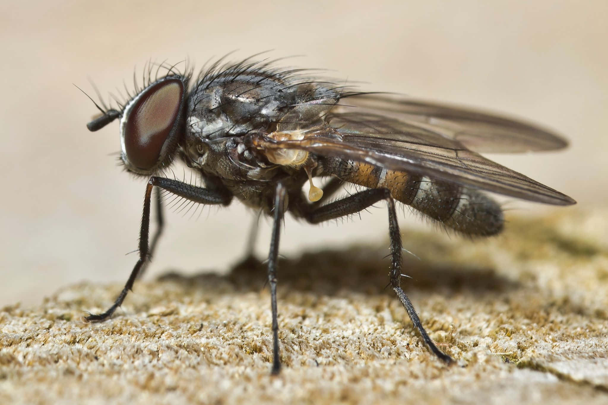 house fly, dark gray, large red eyes, Full HD Desktop Wallpaper