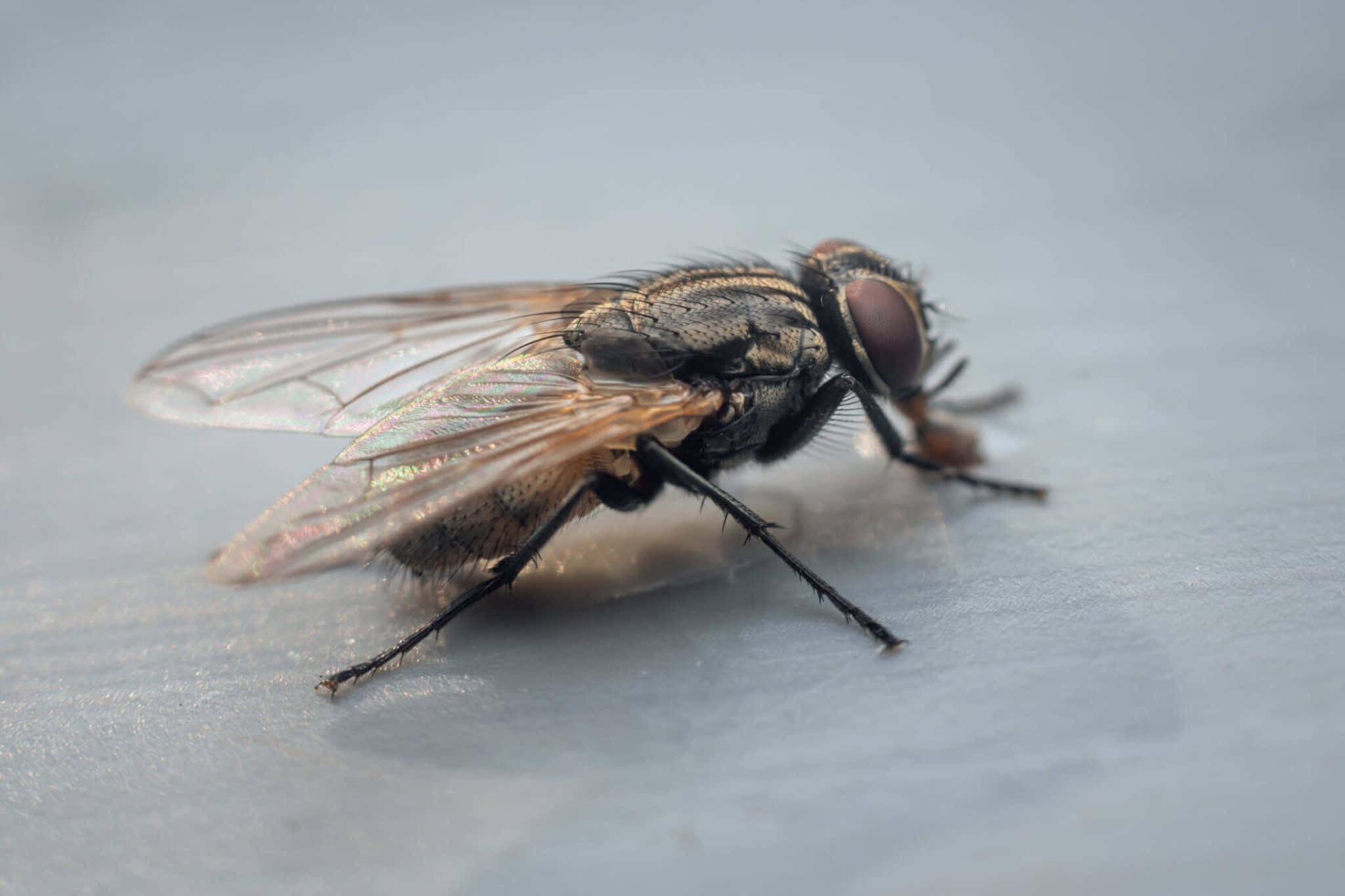 house fly, macro shot, smooth gray surface, Full HD Desktop Wallpaper