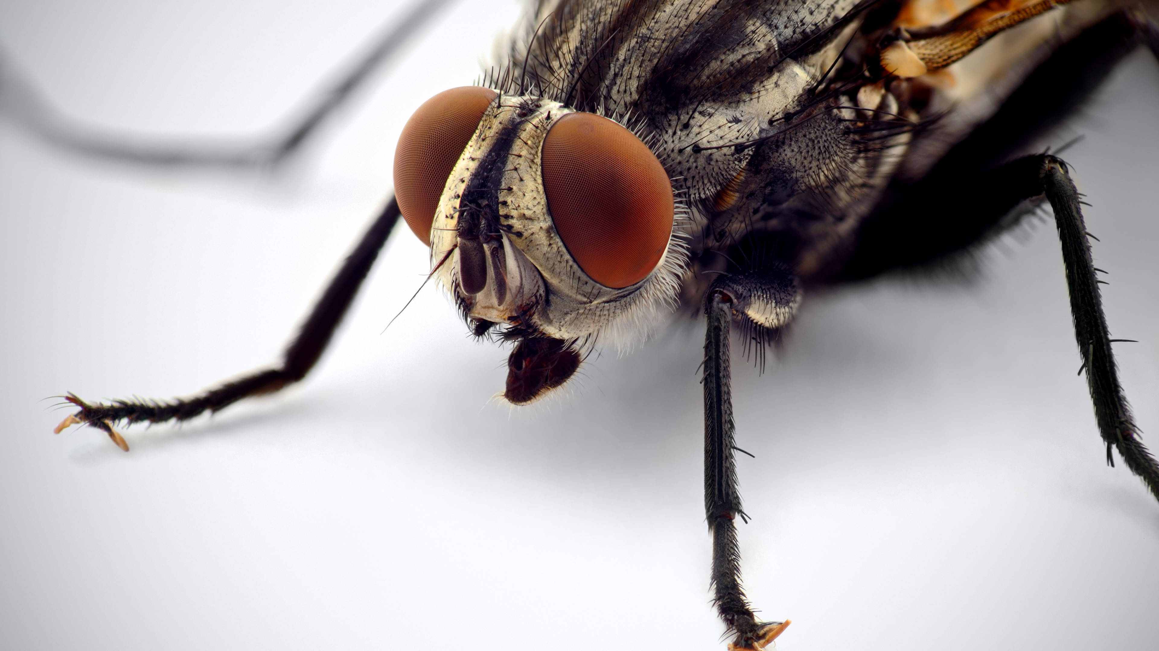 fly, compound eyes, reddish, 4K Desktop Wallpaper