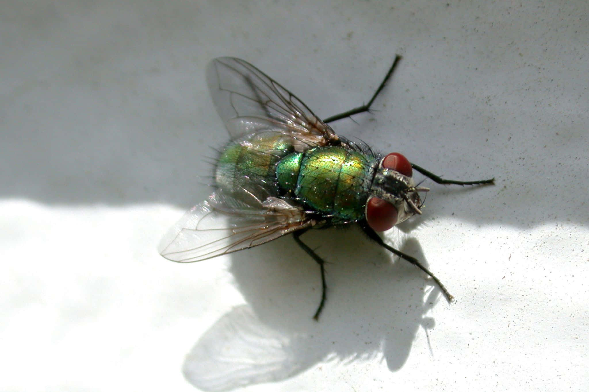 house fly, green metallic, red eyes, Full HD Desktop Wallpaper