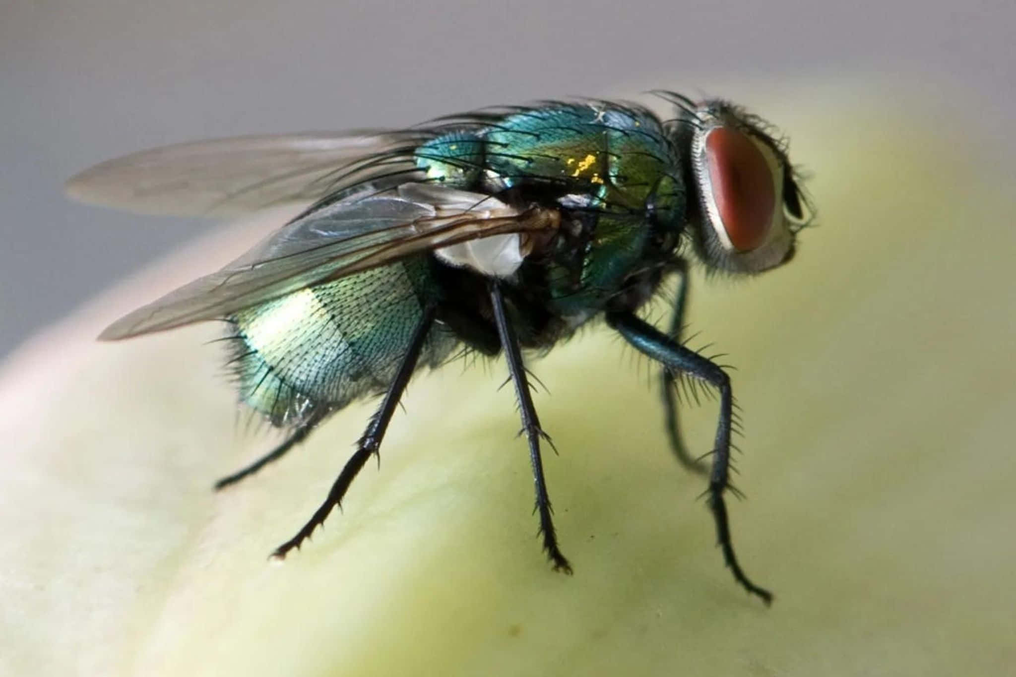 house fly, metallic green, red eyes, Full HD Desktop Wallpaper