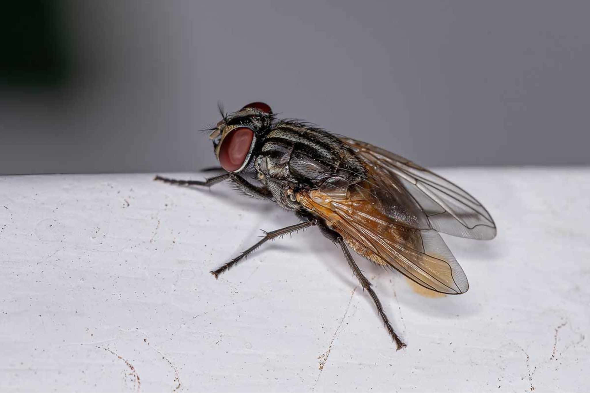 house fly, red eyes, striped thorax, Full HD Desktop Wallpaper