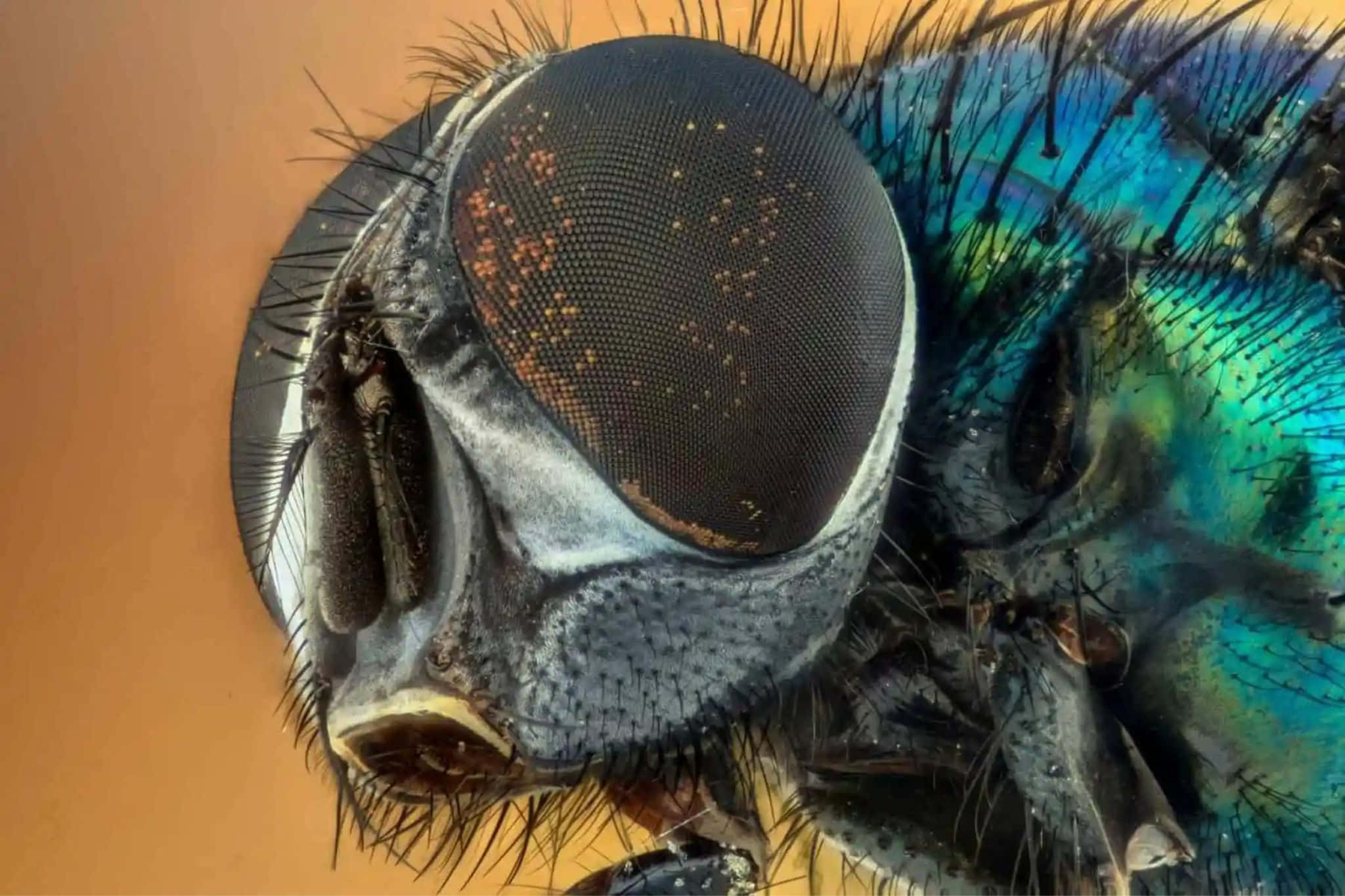 house fly, compound eye, iridescent blue-green, Full HD Desktop Wallpaper