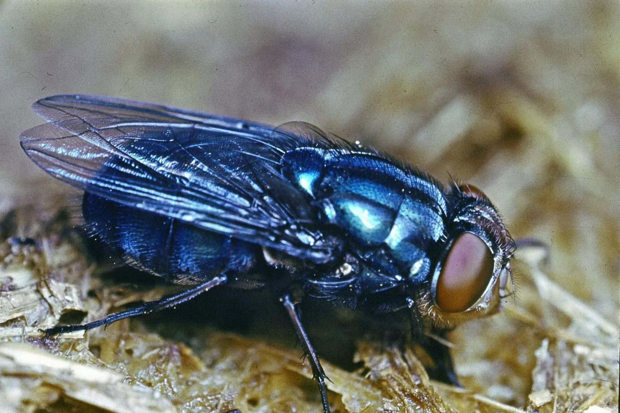 house fly, shiny blue, large red eyes, Full HD Desktop Wallpaper