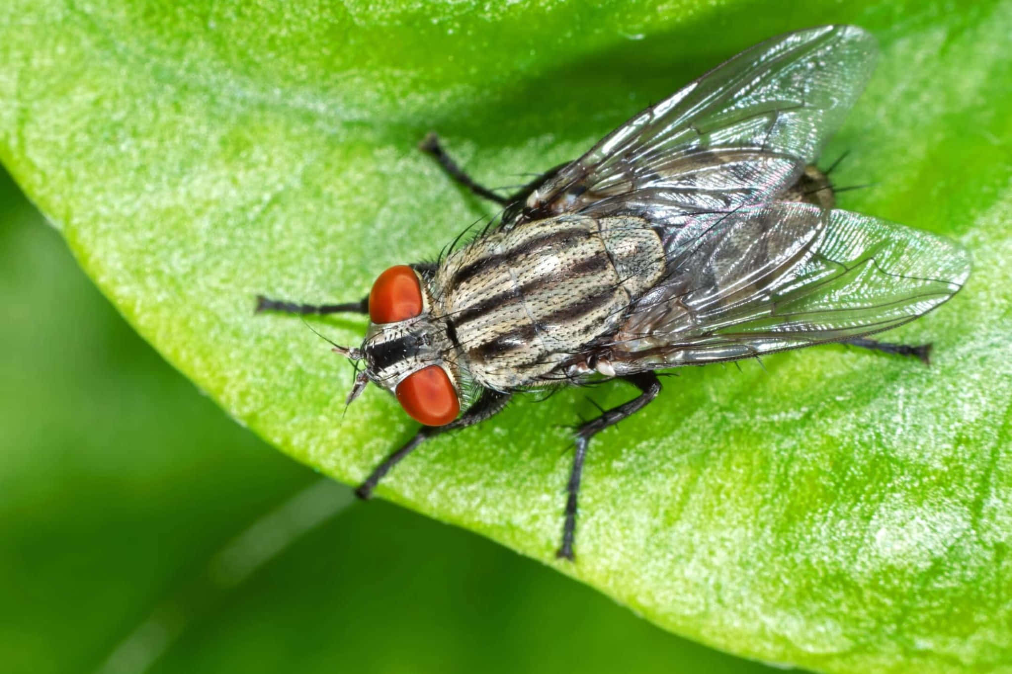 House Fly, red eyes, striped thorax, Full HD Desktop Wallpaper