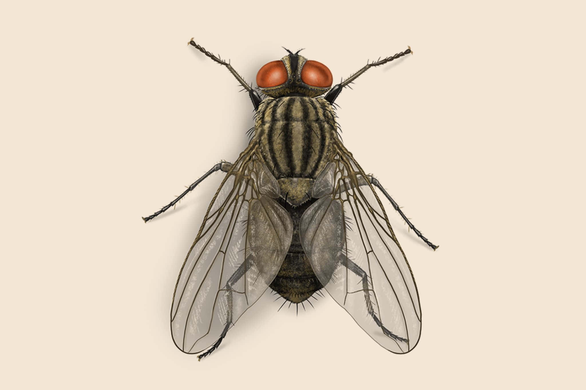house fly, red eyes, striped thorax, Full HD Desktop Wallpaper