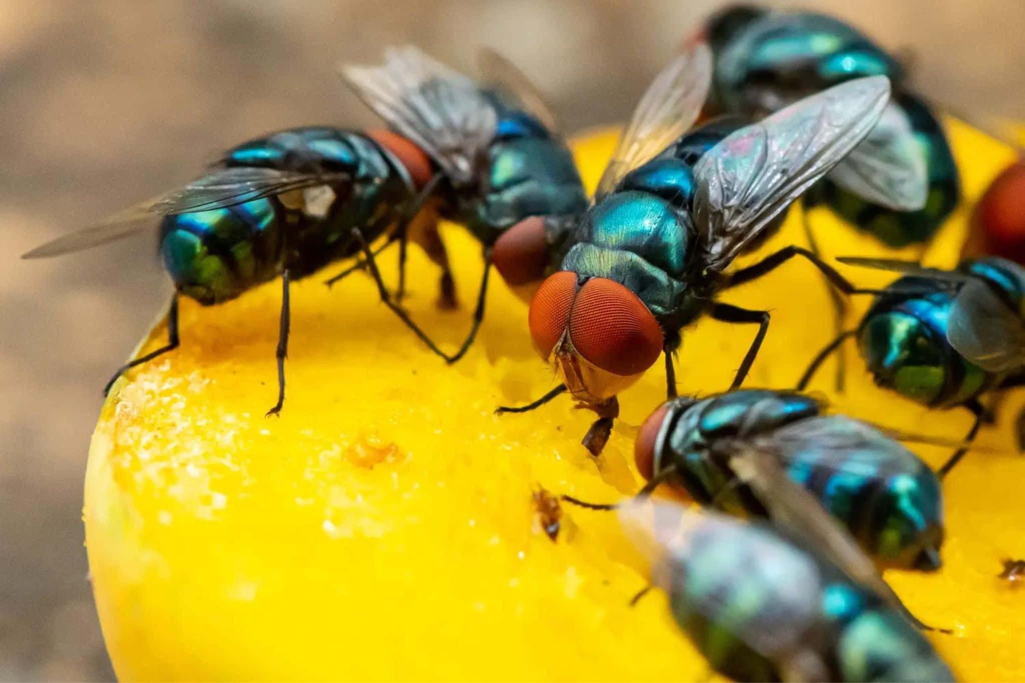 House Fly, iridescent blue-green, red eyes, Full HD Desktop Wallpaper