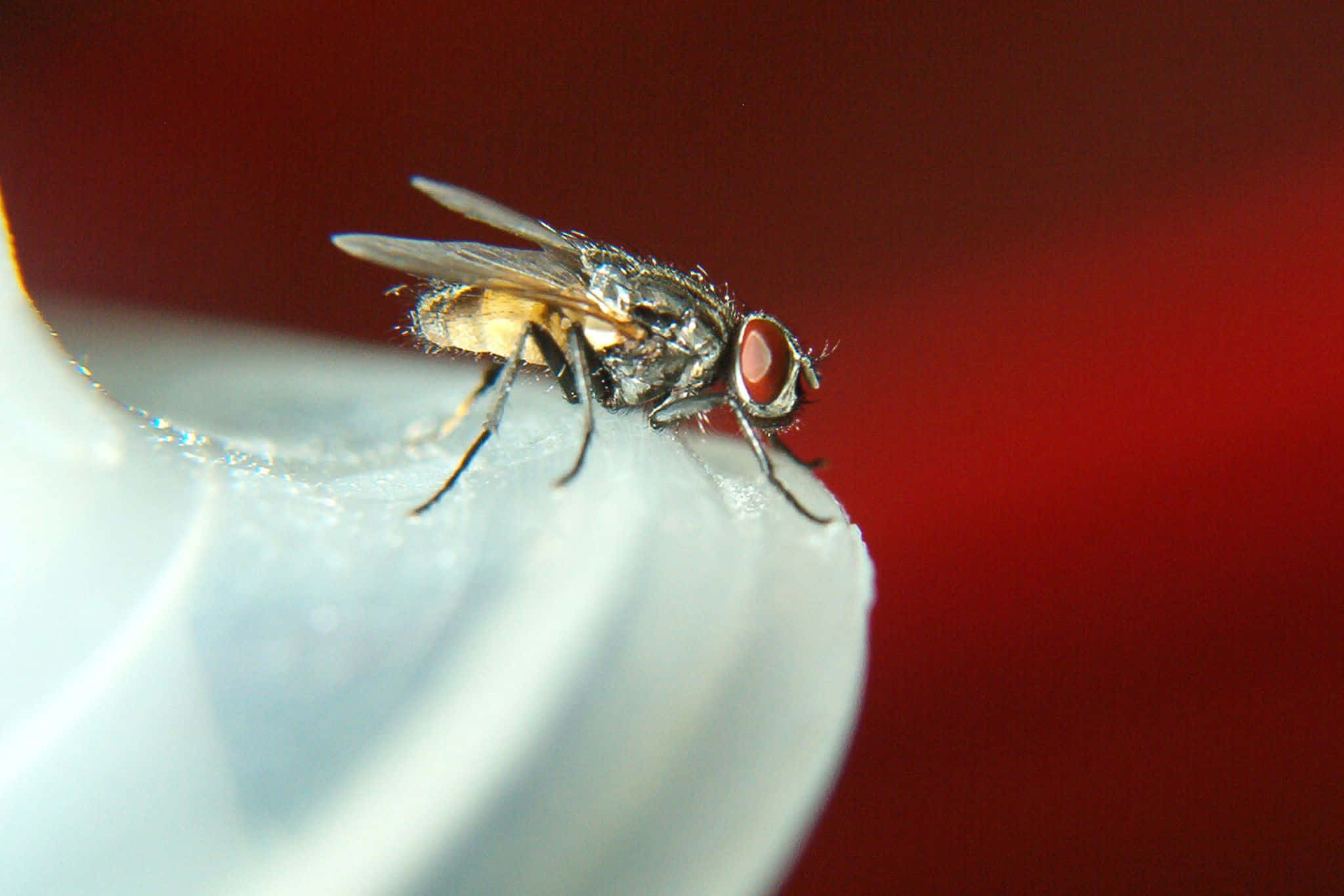 house fly, white plastic container, deep red background, Full HD Desktop Wallpaper