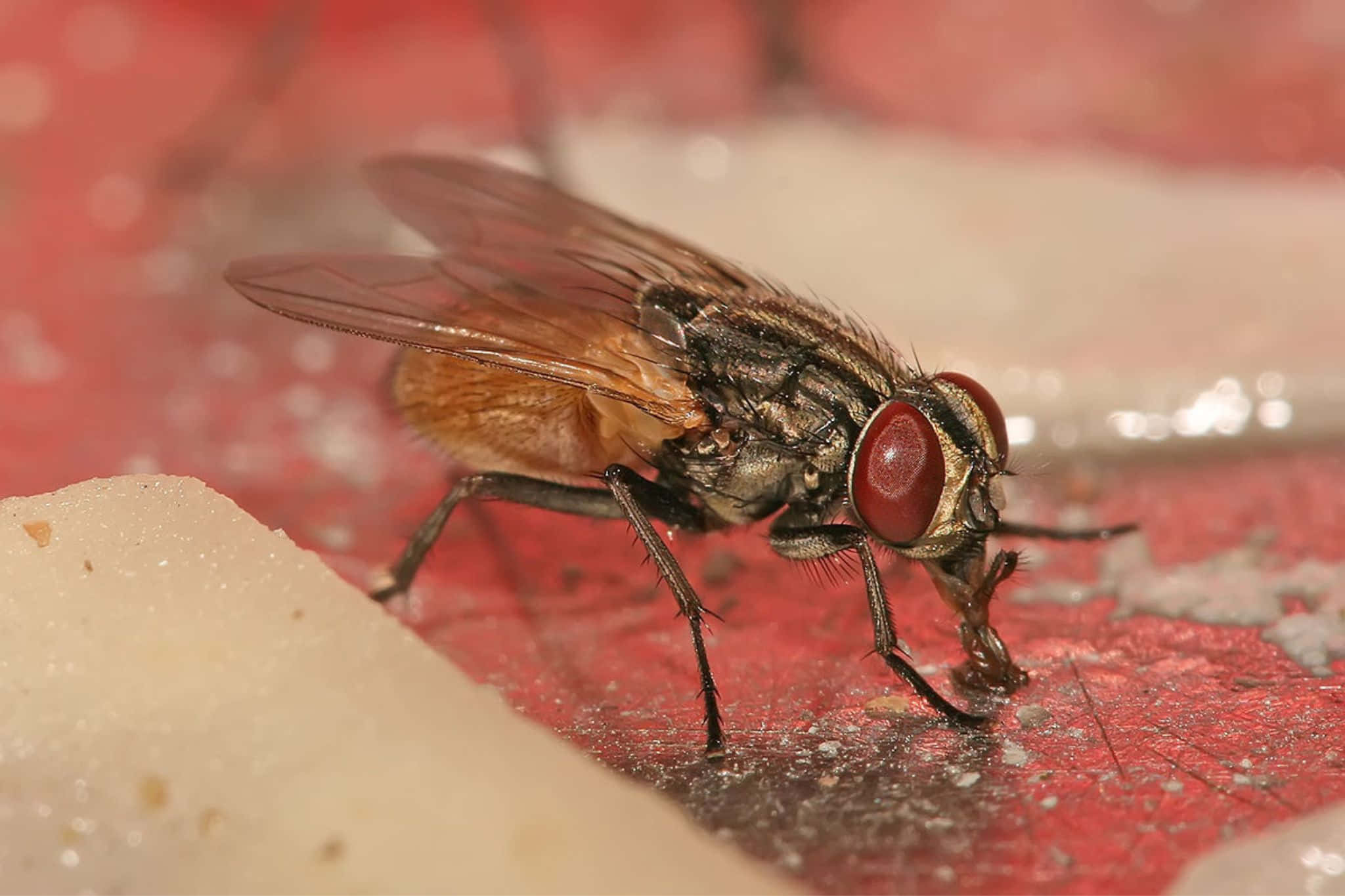 house fly, red eyes, hairy body, Full HD Desktop Wallpaper