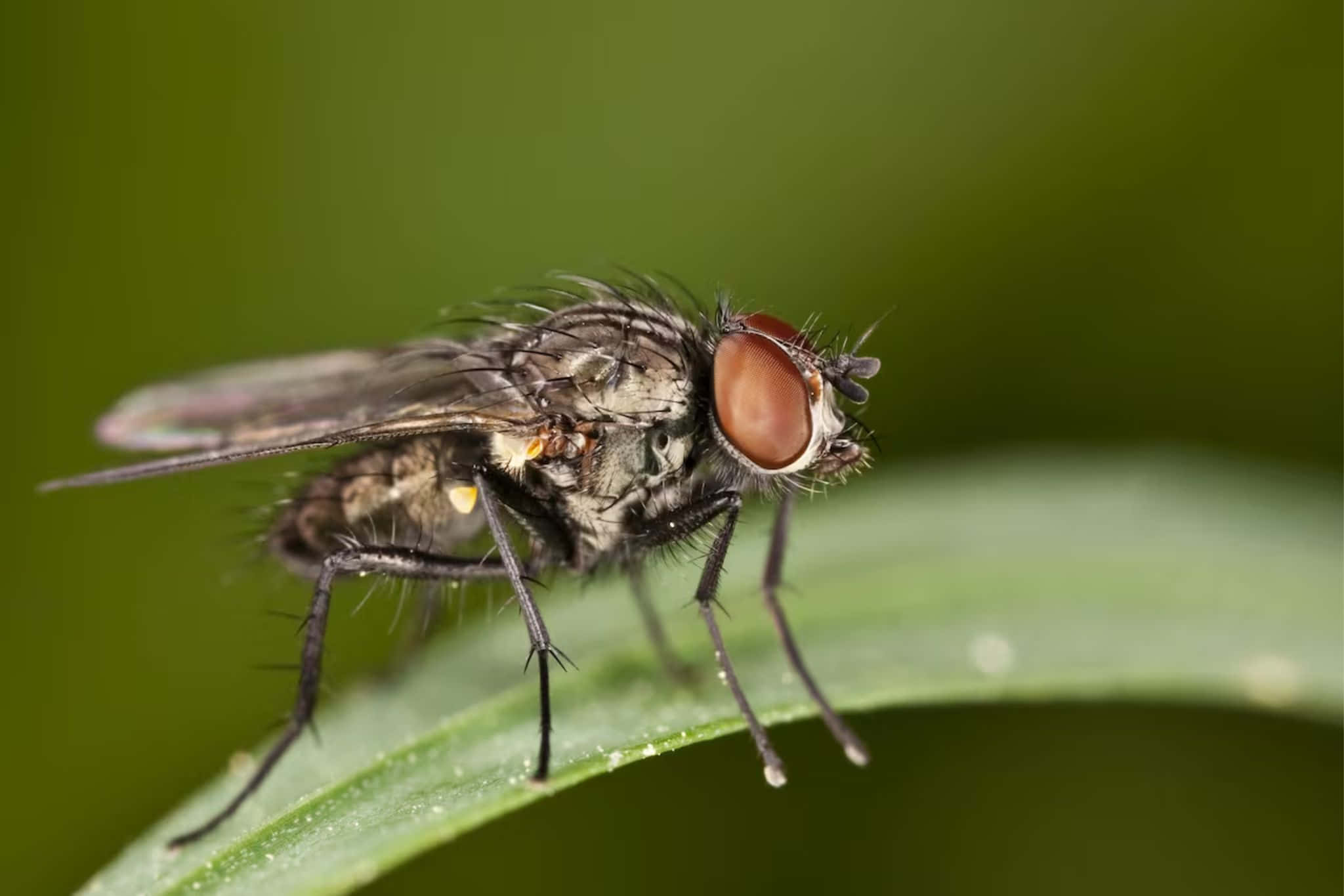 house fly, dew-kissed green leaf, soft blurred green background, Full HD Desktop Wallpaper