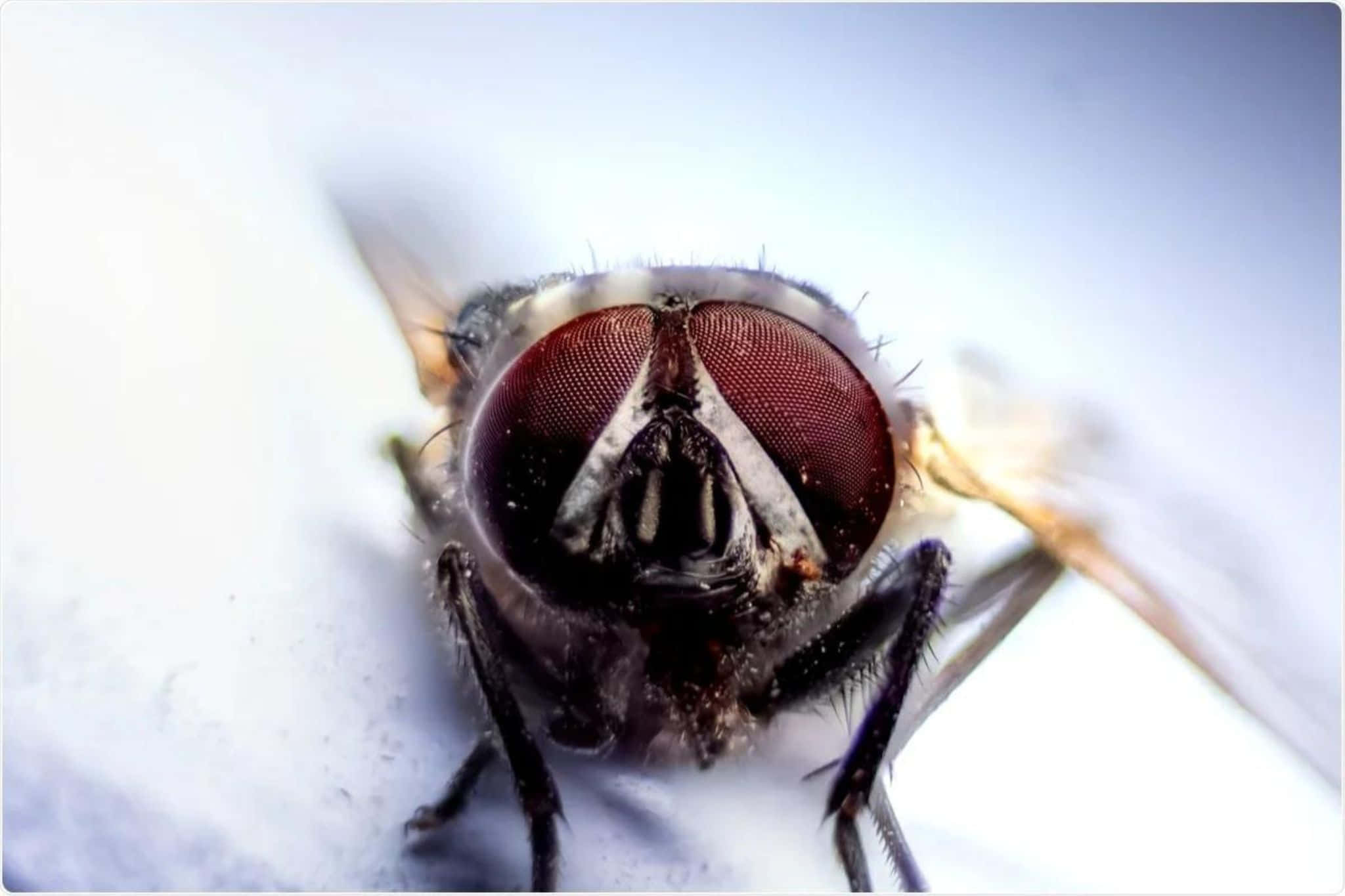 house fly, compound eyes, red, Full HD Desktop Wallpaper
