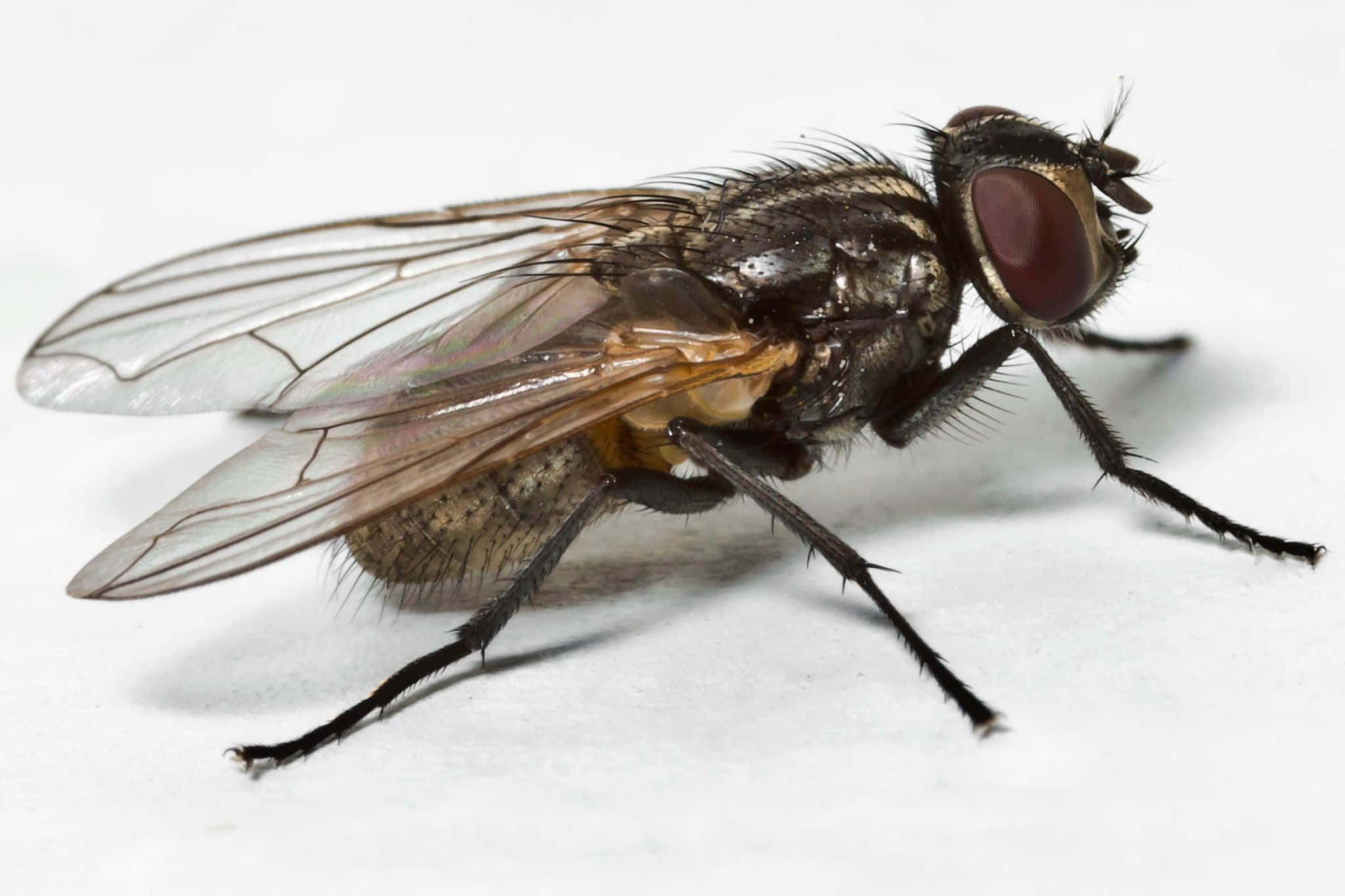 house fly, detailed wings, large red eyes, Full HD Desktop Wallpaper