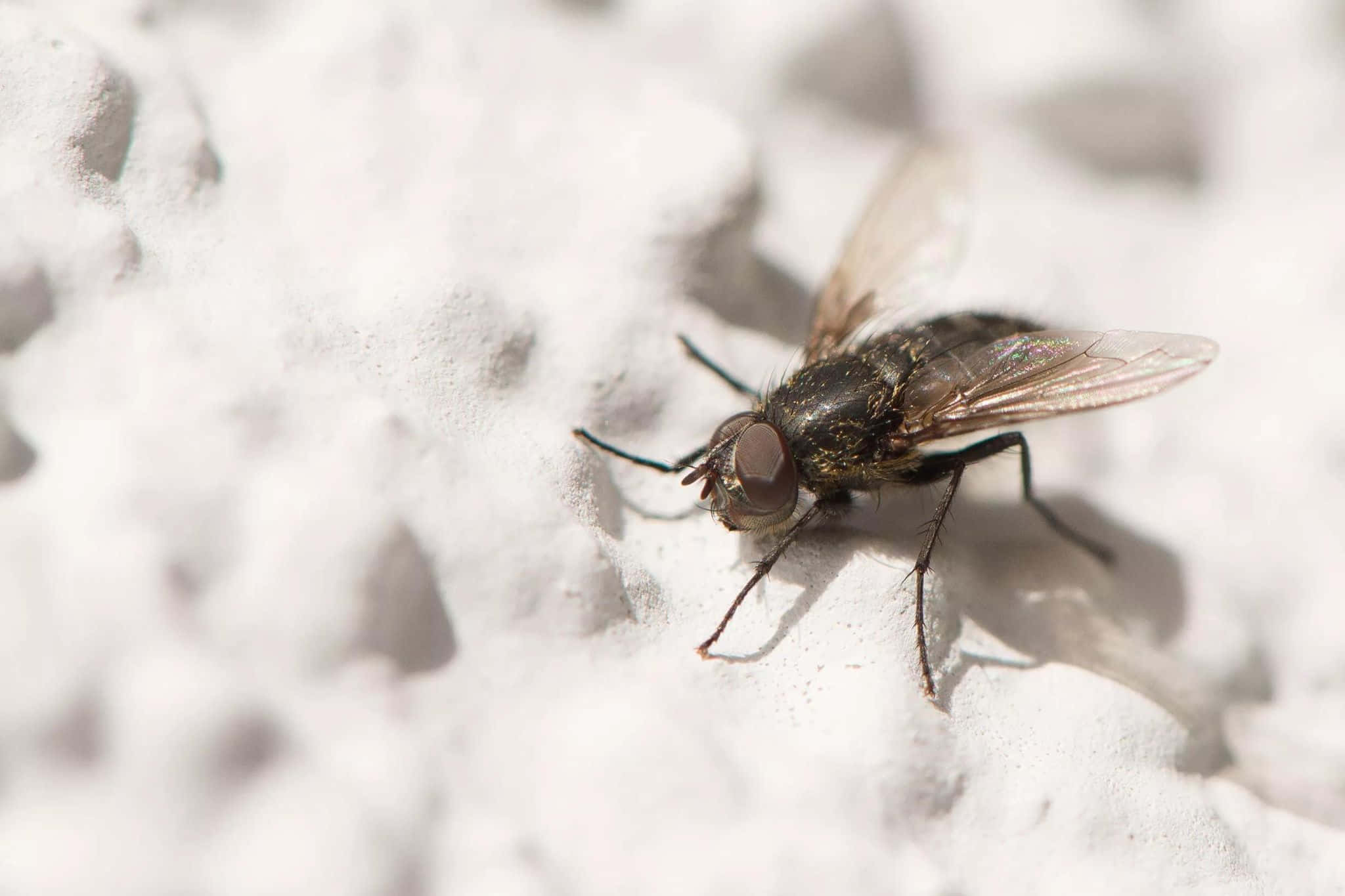 House Fly, translucent wings, textured white surface, Full HD Desktop Wallpaper