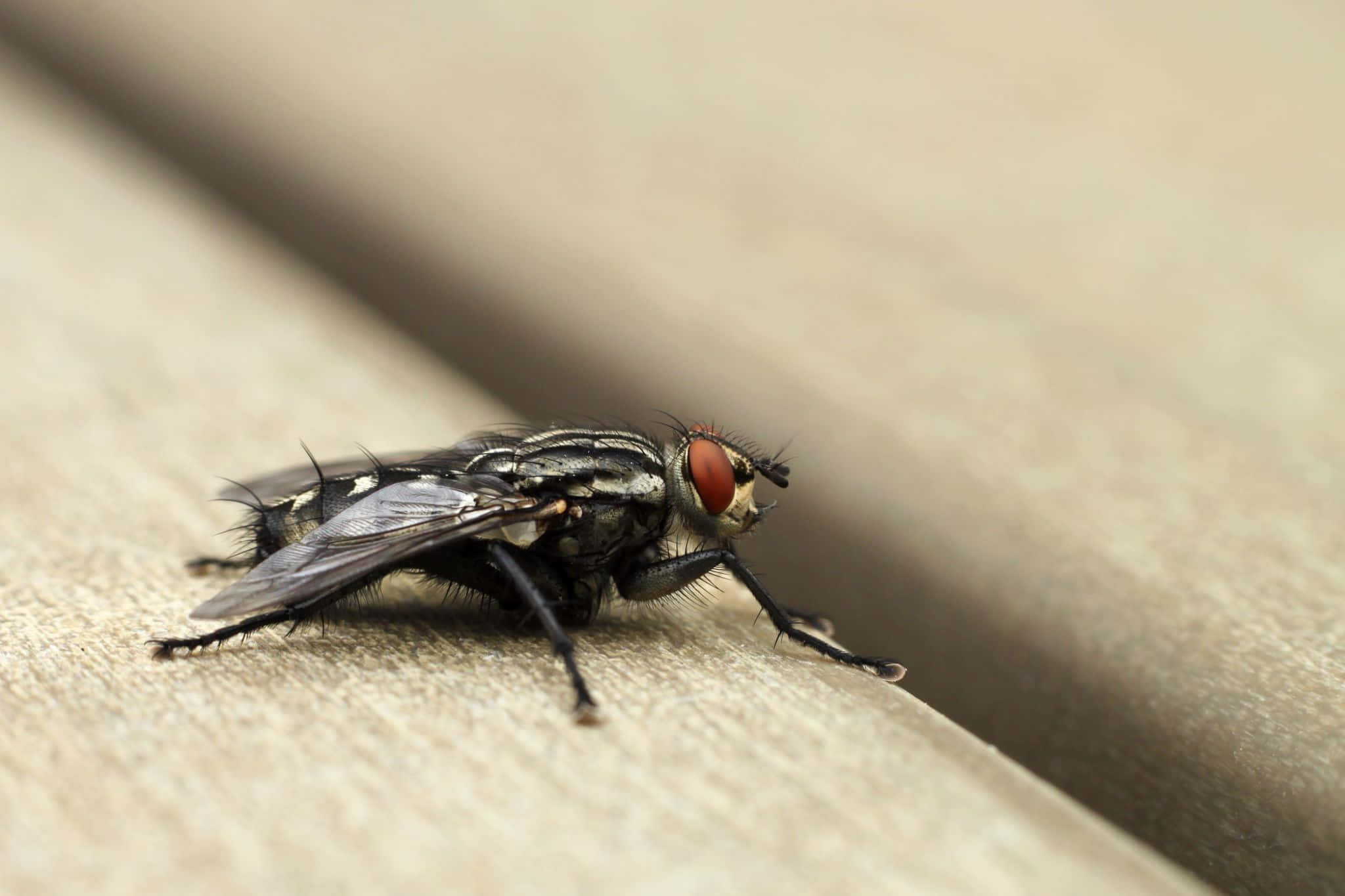 house fly, black fly, red eyes, Full HD Desktop Wallpaper