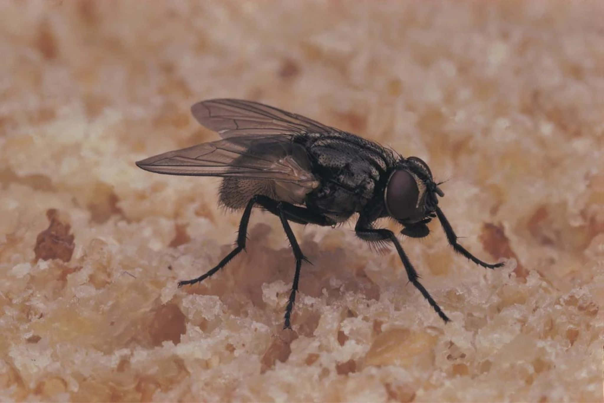 house fly, dark-bodied, translucent wings, Full HD Desktop Wallpaper