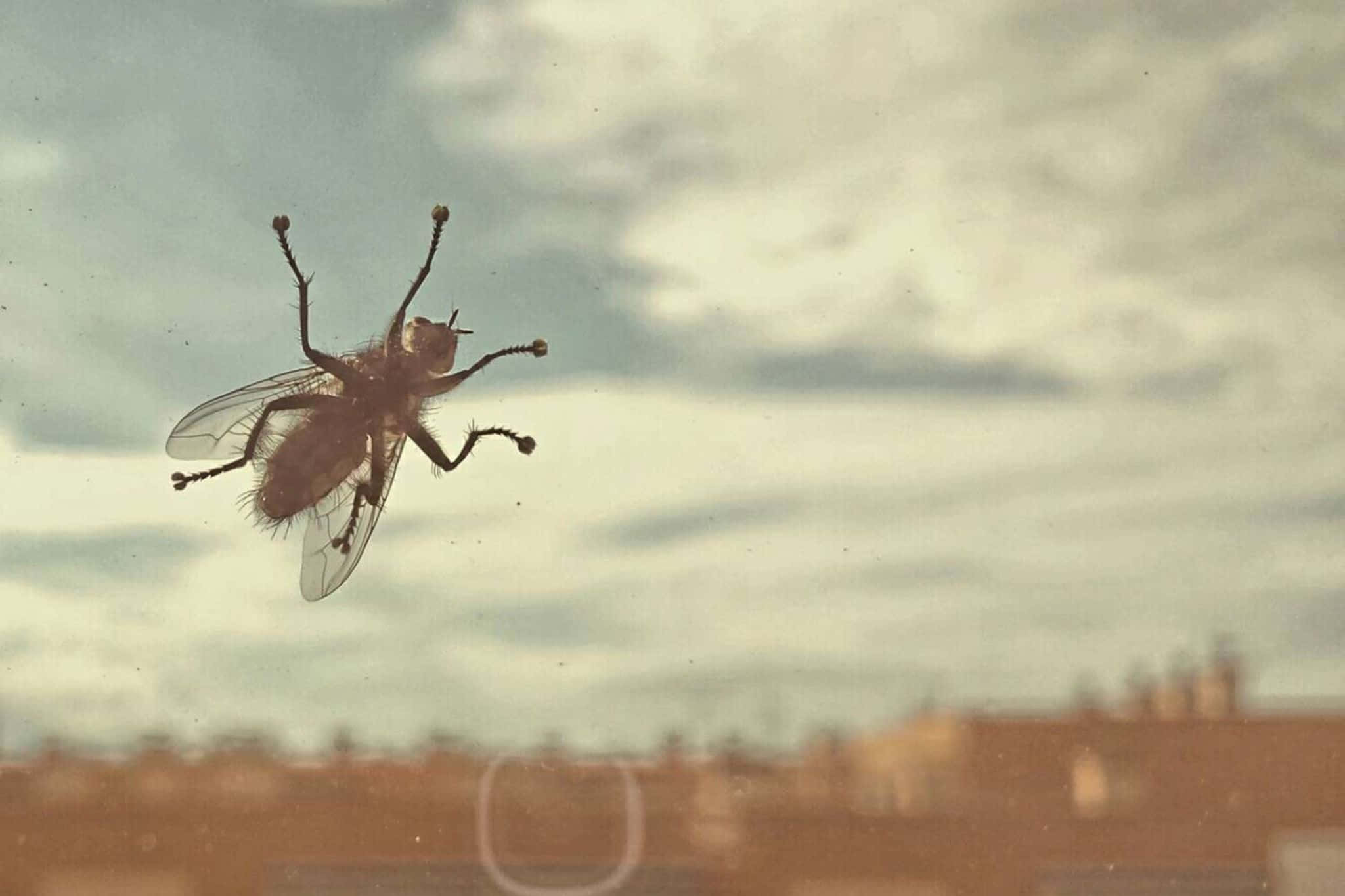 House Fly, glass window, cloudy sky, Full HD Desktop Wallpaper