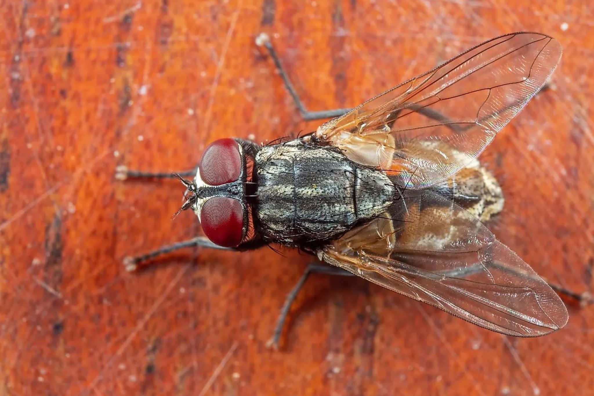 house fly, red eyes, translucent wings, Full HD Desktop Wallpaper