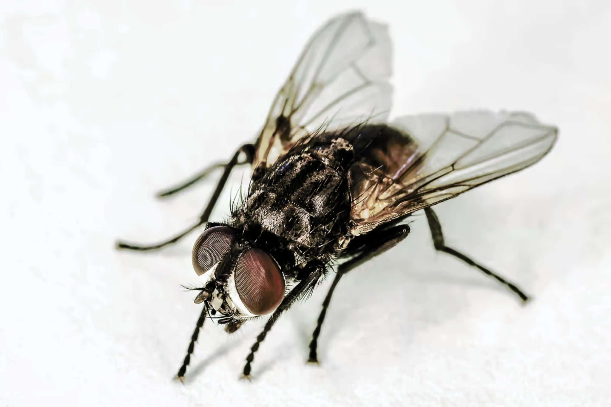 house fly, dark-bodied, large red eyes, Full HD Desktop Wallpaper