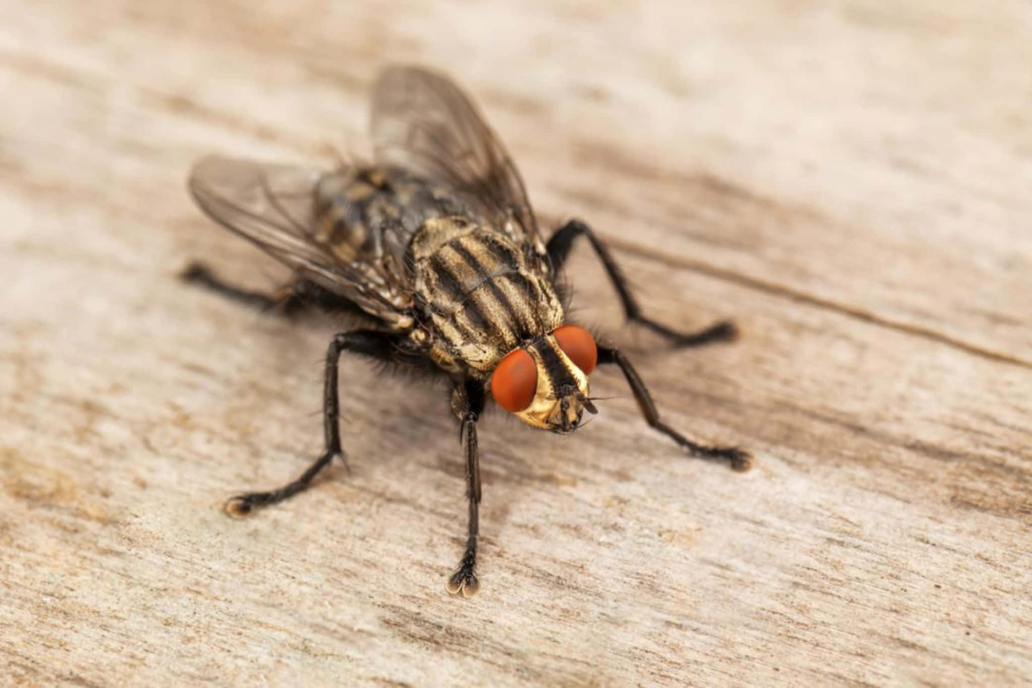 house fly, red eyes, striped body, Full HD Desktop Wallpaper