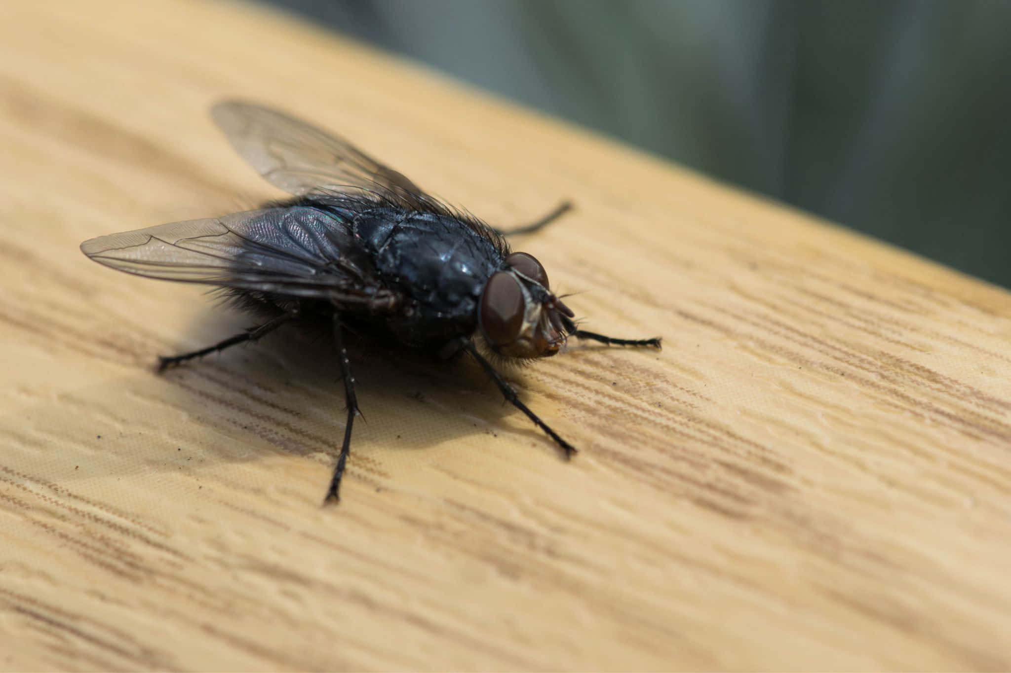 house fly, dark blue, large red eyes, Full HD Desktop Wallpaper