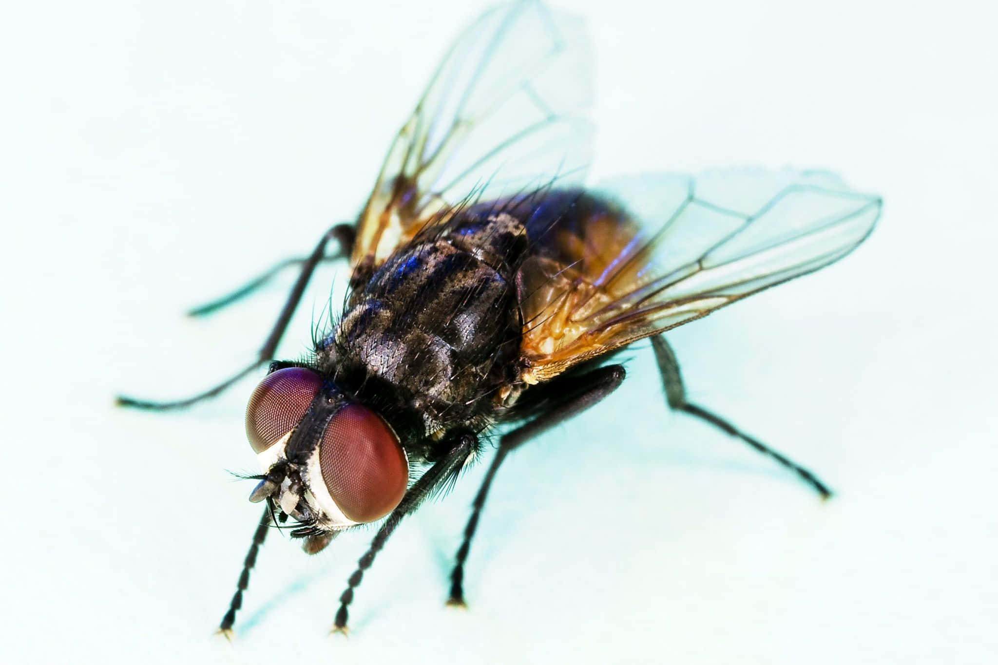 house fly, large red eyes, translucent wings, Full HD Desktop Wallpaper