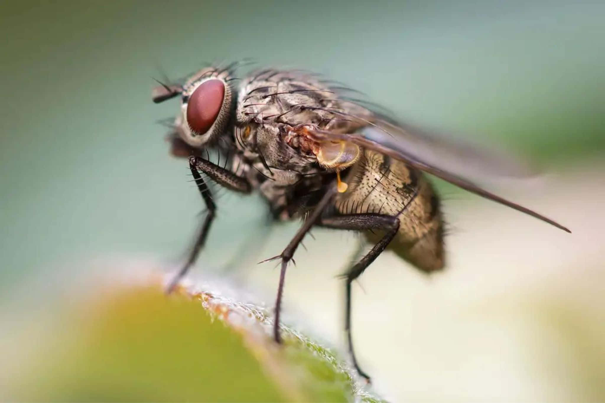 house fly, green leaf, macro shot, Full HD Desktop Wallpaper