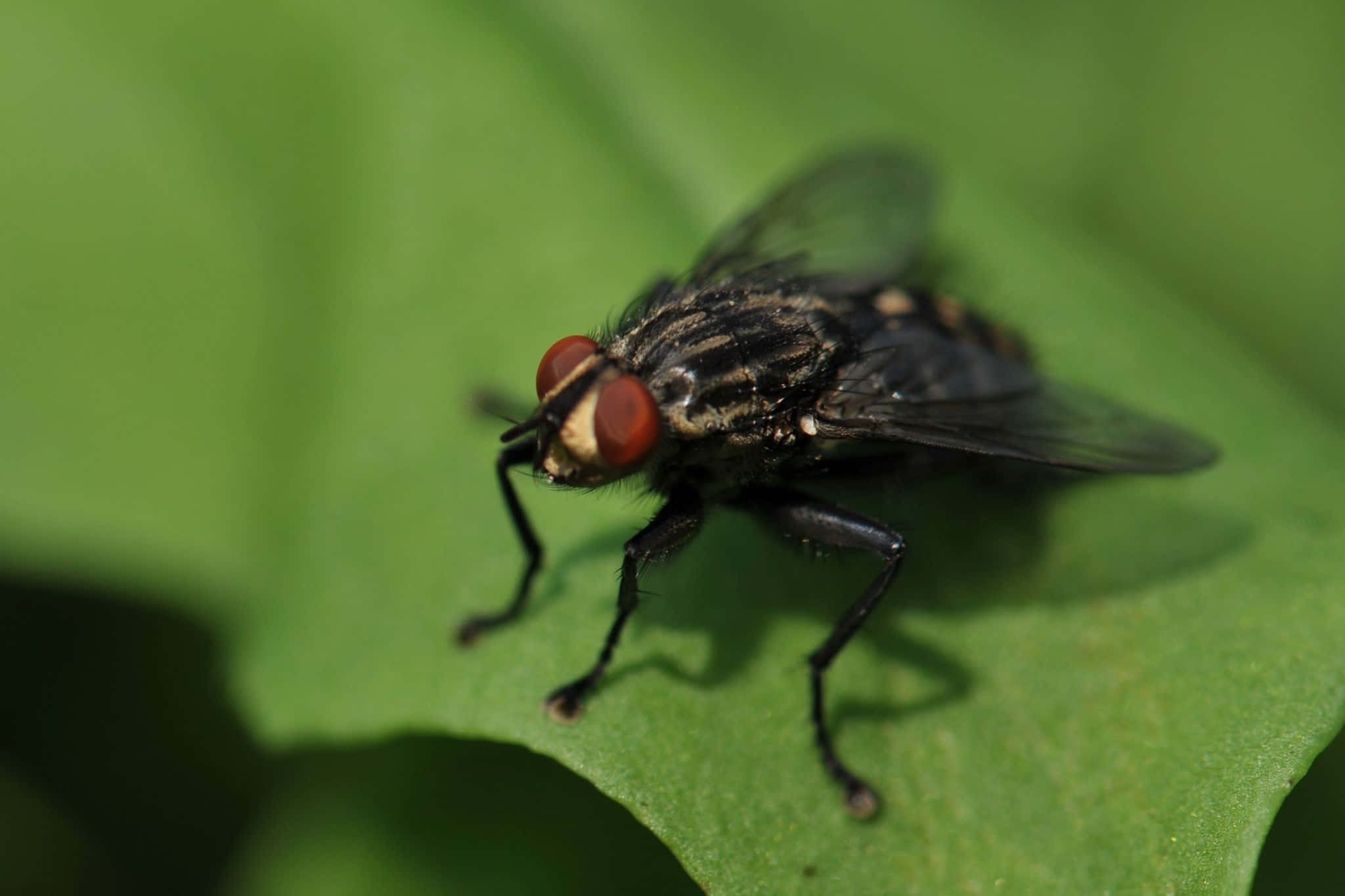 house fly, black fly, red eyes, Full HD Desktop Wallpaper