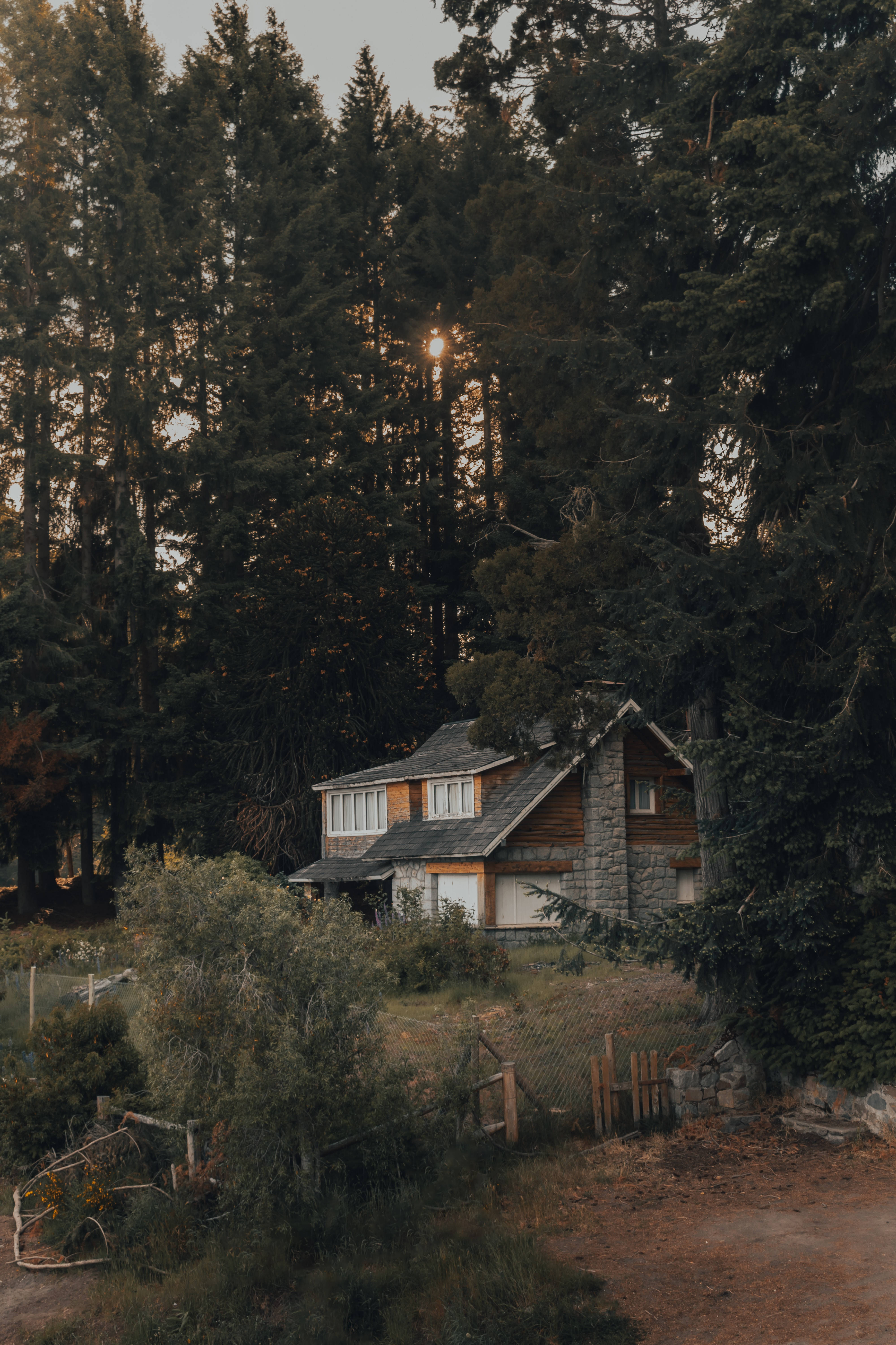 sunrise forest house, rustic wooden cabin, dense forest, 5K Phone Wallpaper