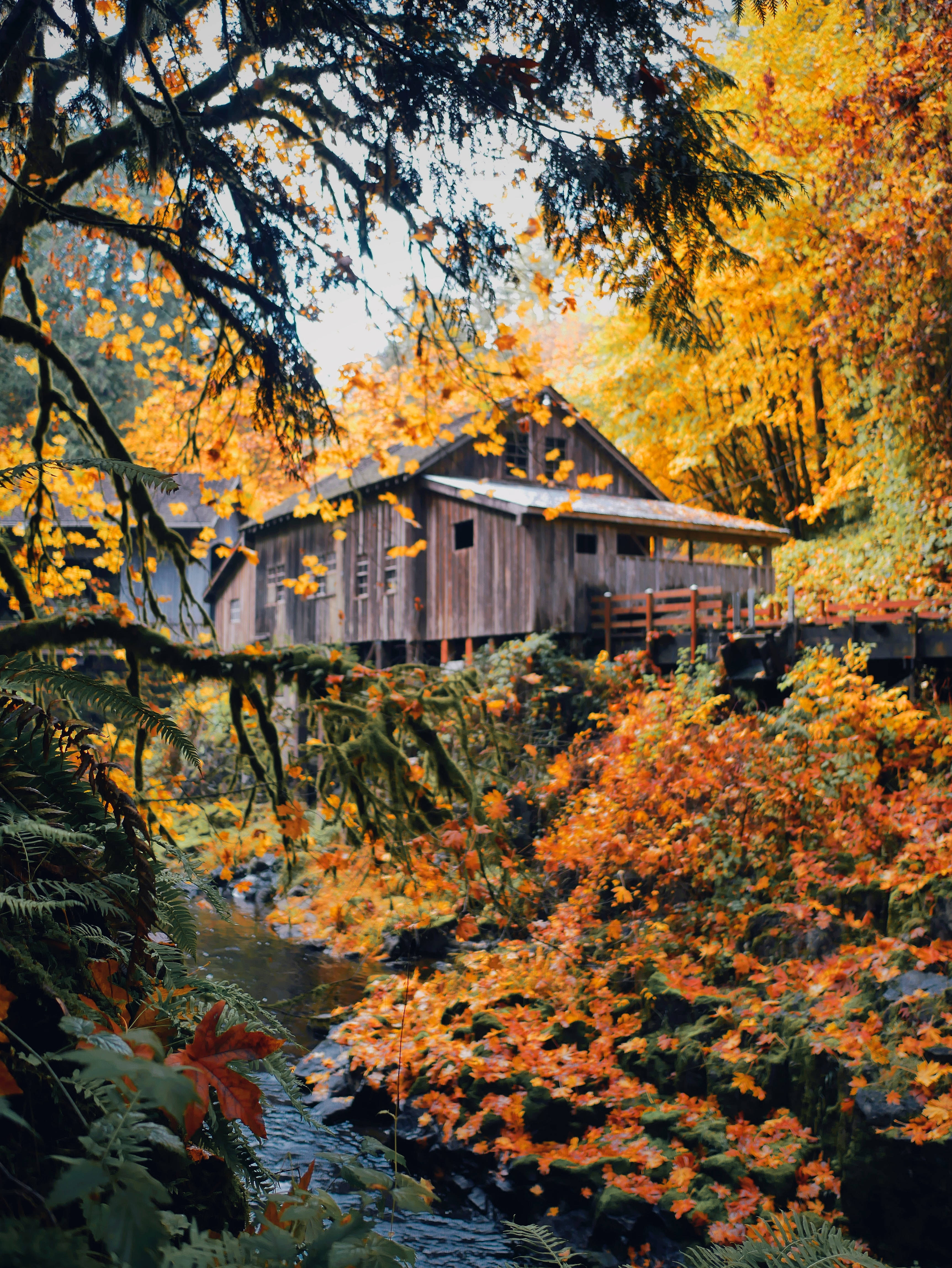 autumn wooden house, rustic wooden cabin, autumn foliage, 4K Phone Wallpaper