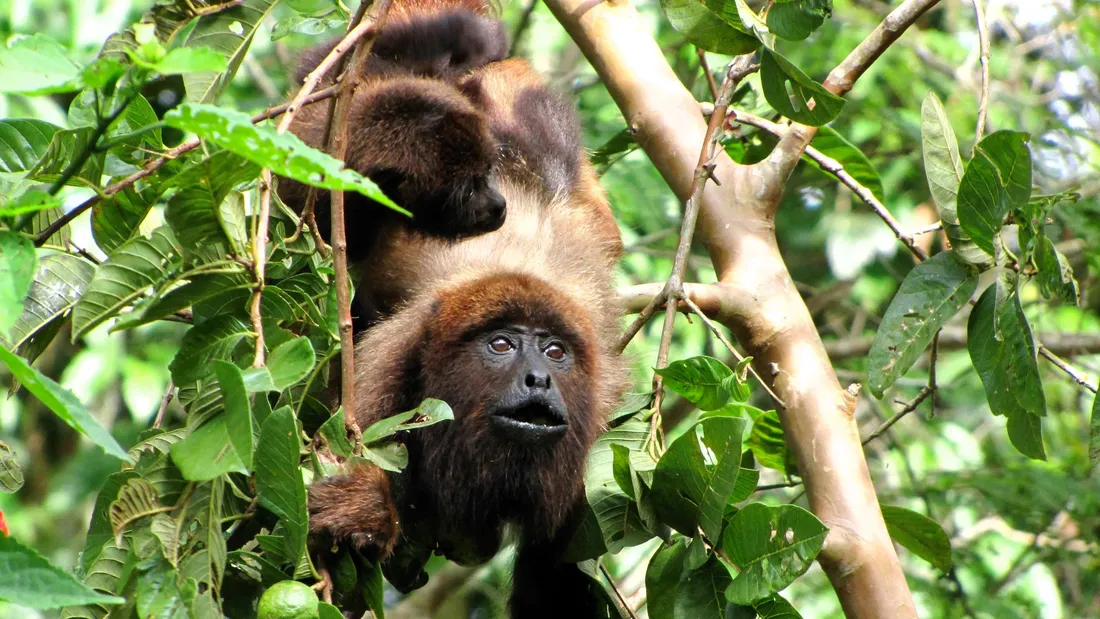 Howler Monkey