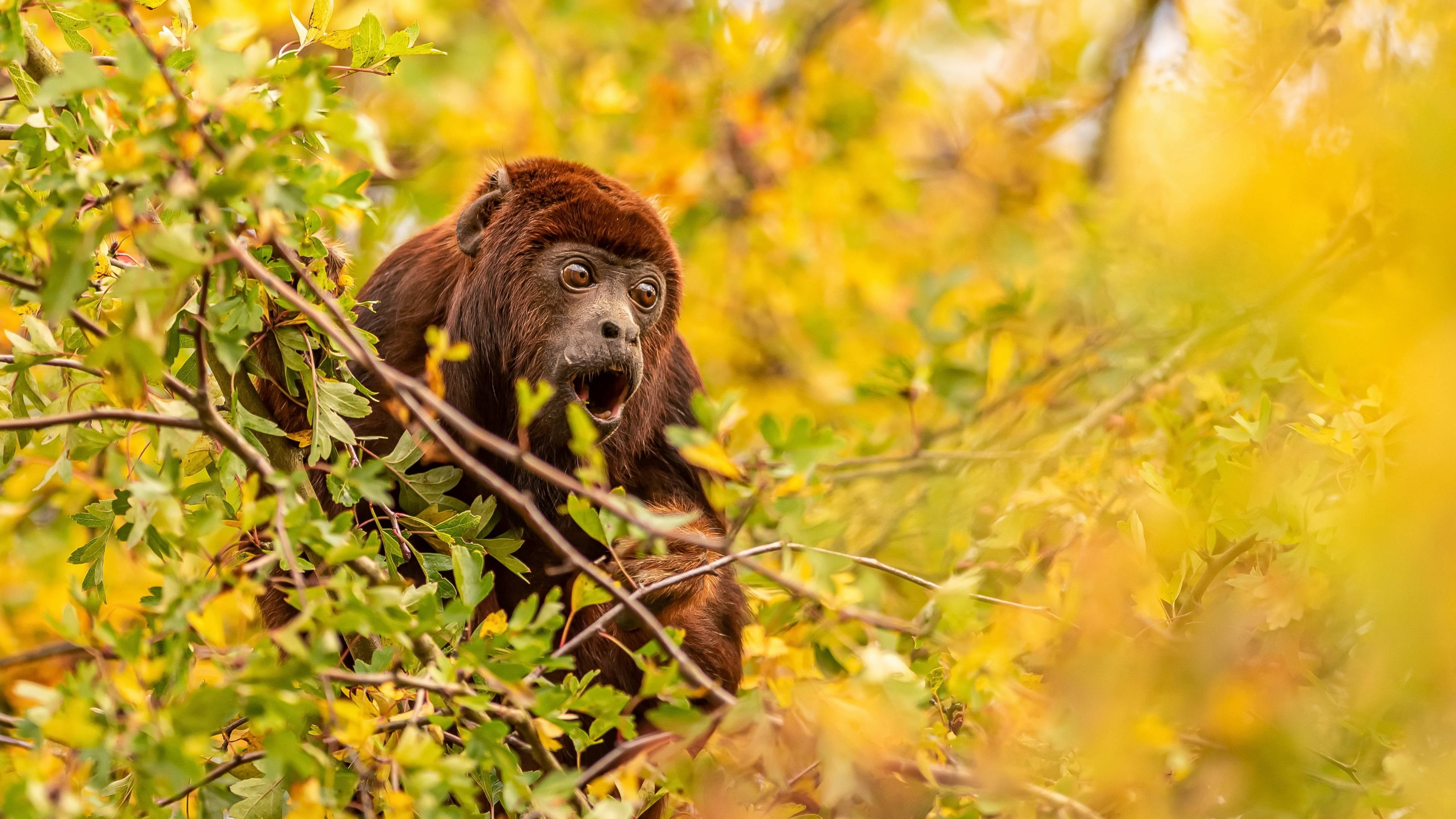 Howler Monkey, brown howler monkey, golden autumn leaves, 4K Desktop Wallpaper