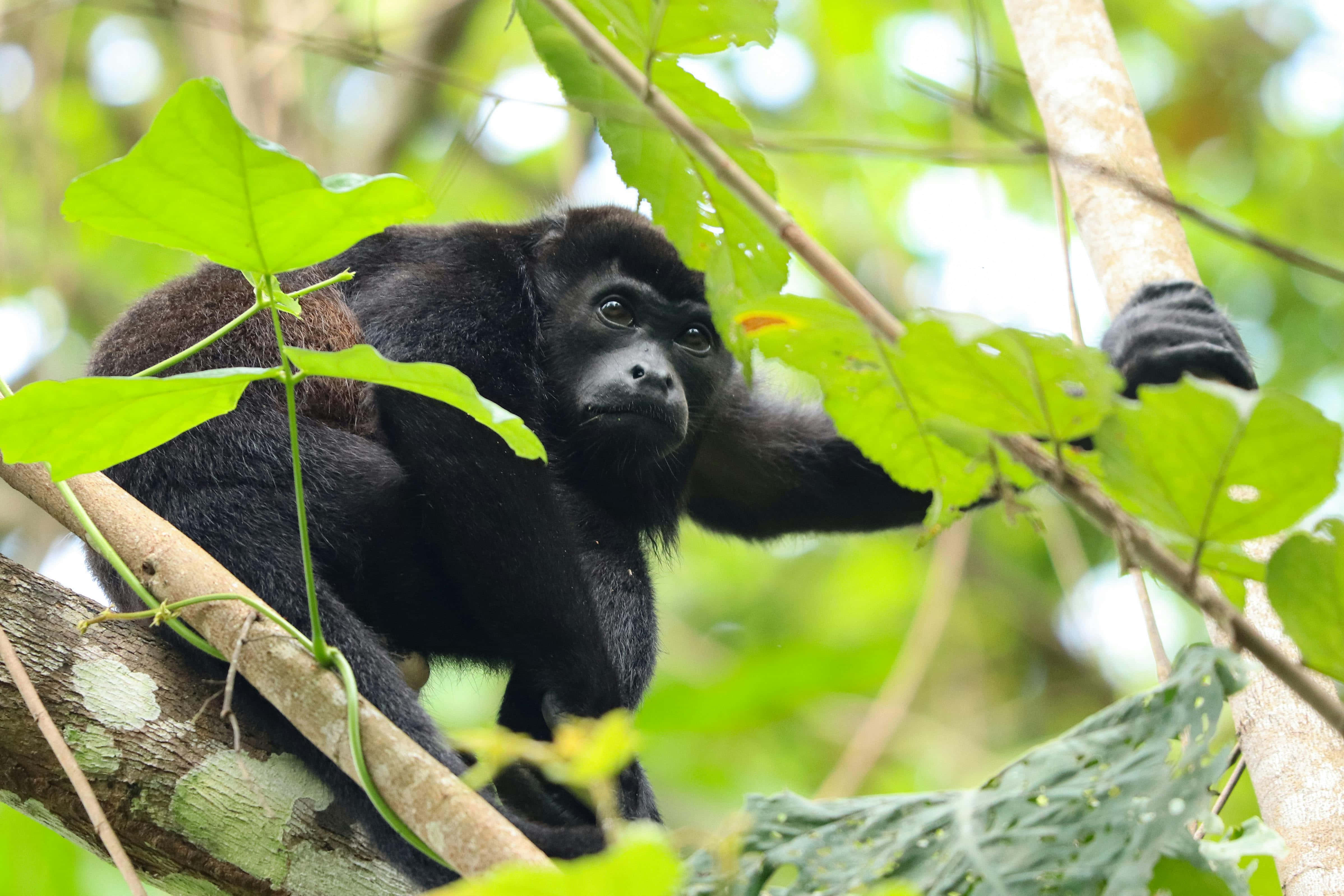 howler monkey, natural habitat, tree branch, 4K Desktop Wallpaper