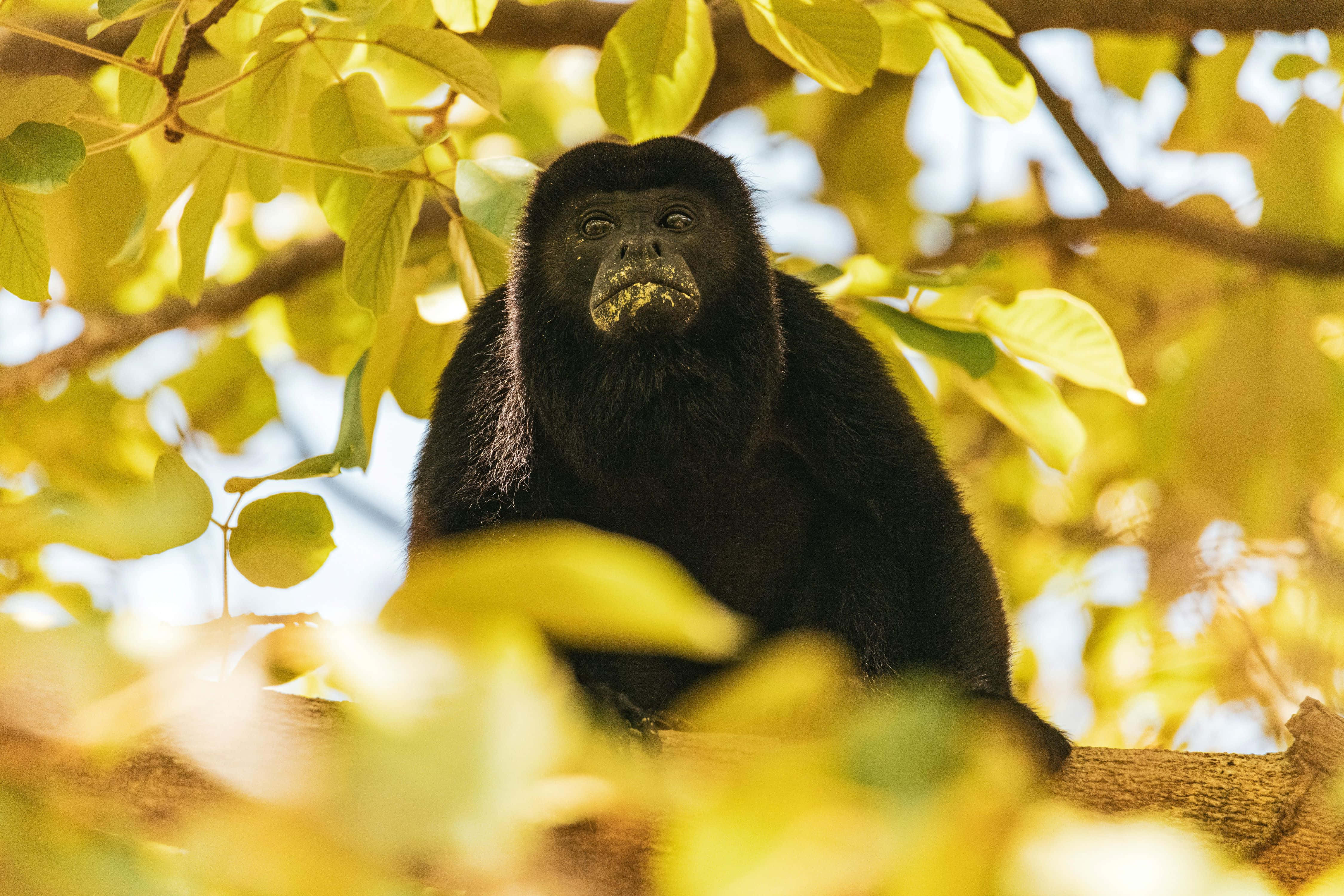 howler monkey, tree canopy, golden sunlight, 4K Desktop Wallpaper