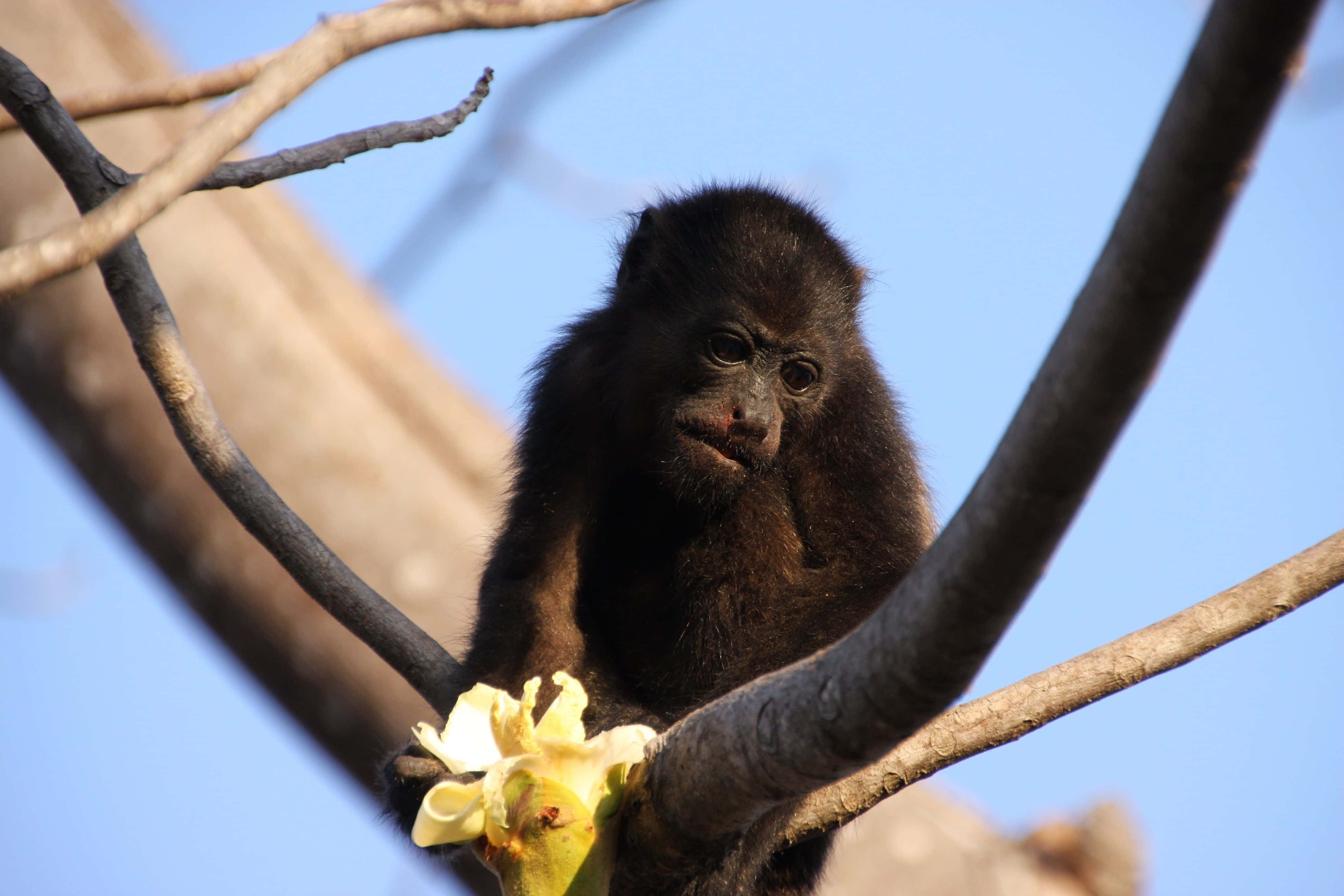 Howler Monkey, branch, yellow flower, 4K Desktop Wallpaper