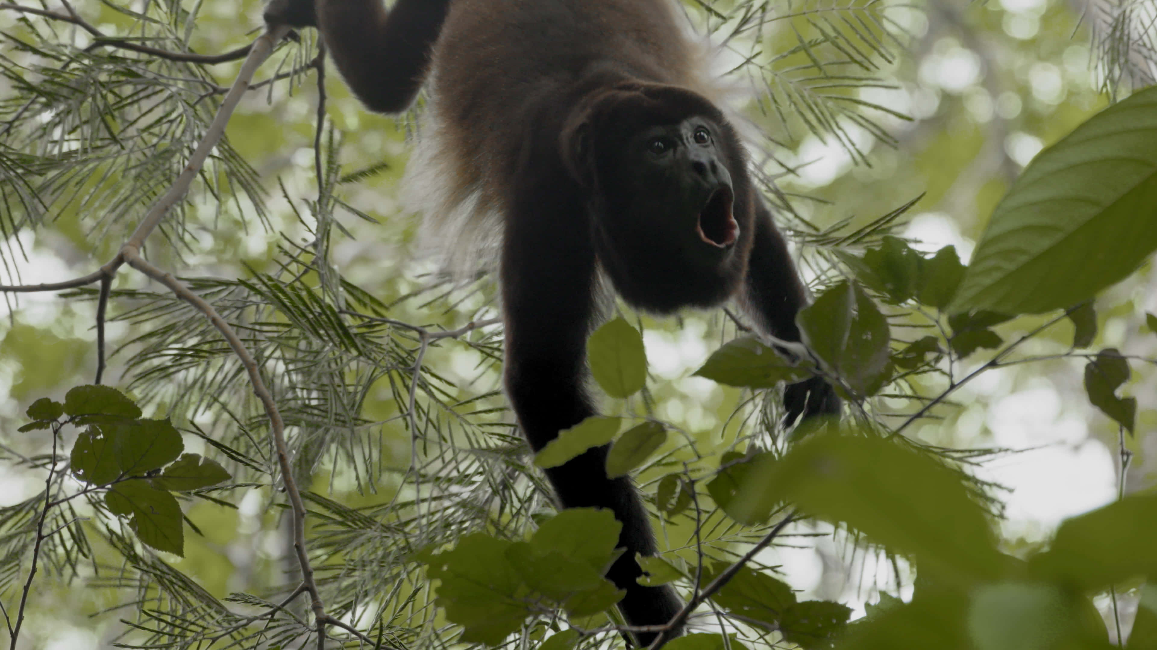 Howler Monkey, mid call, treetops, 4K Desktop Wallpaper