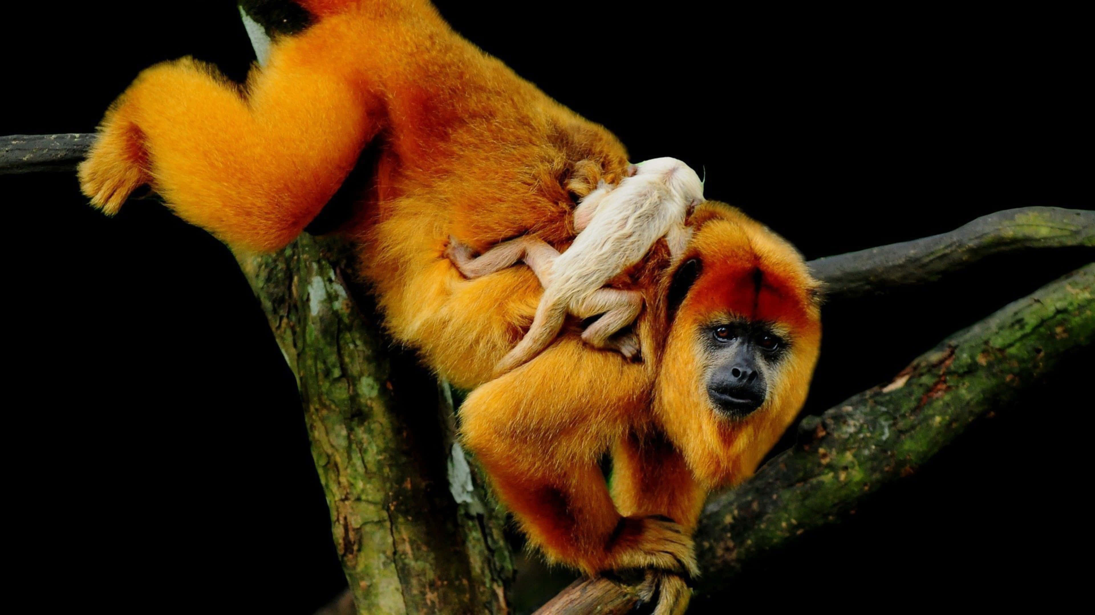 Howler Monkey, infant, golden monkey, 4K Desktop Wallpaper